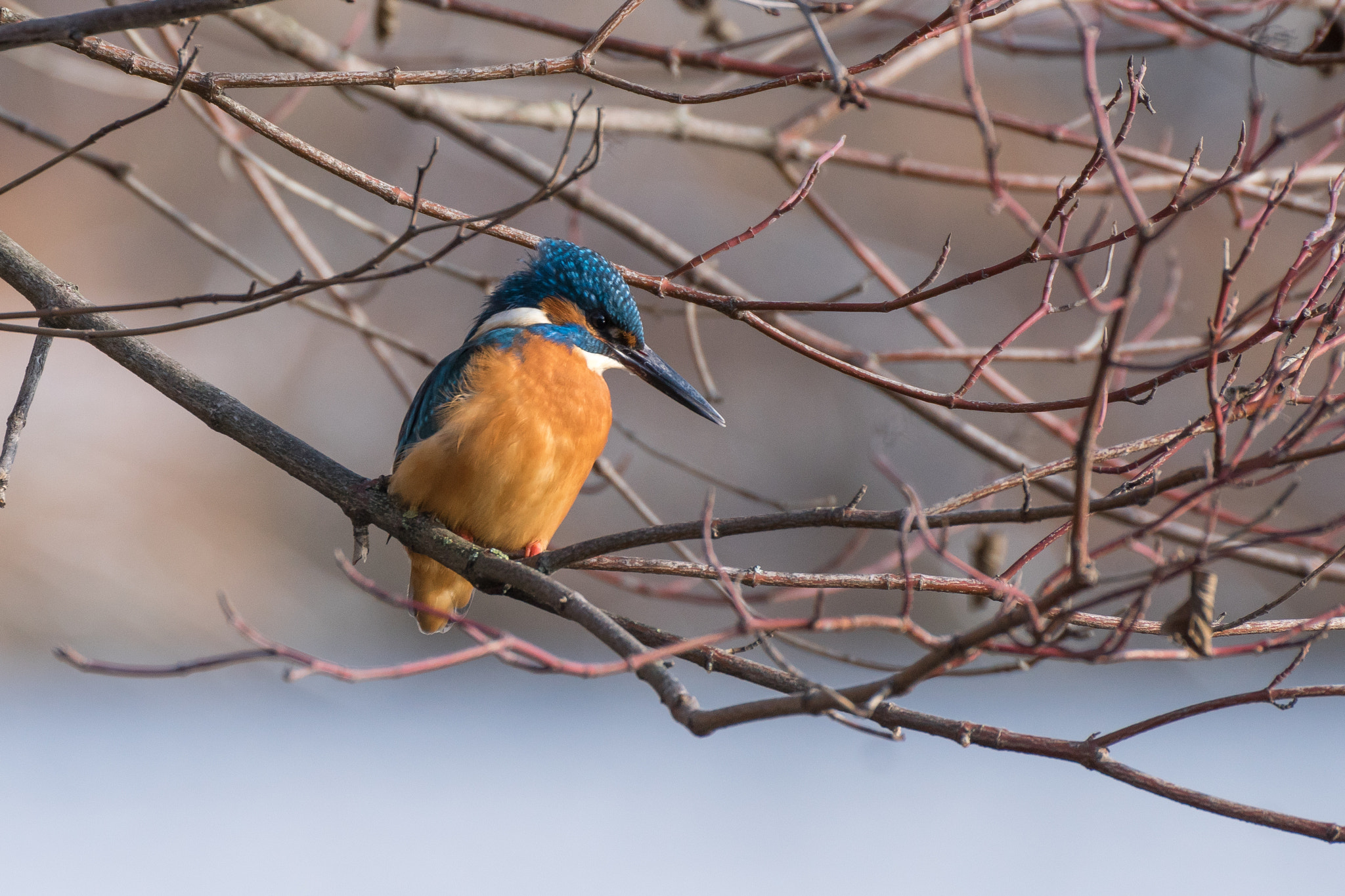Tamron SP 70-300mm F4-5.6 Di USD sample photo. Kingfisher_01 photography
