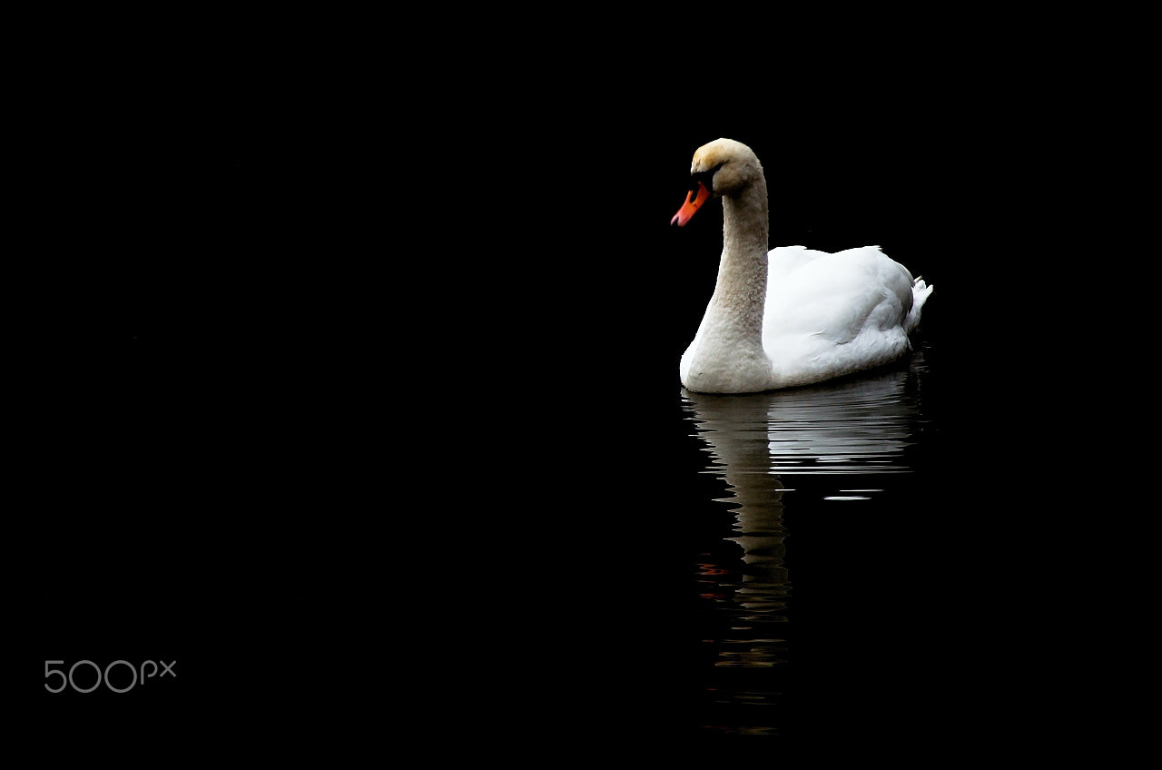 Nikon D5100 + 18.00 - 105.00 mm f/3.5 - 5.6 sample photo. Lonely swan photography