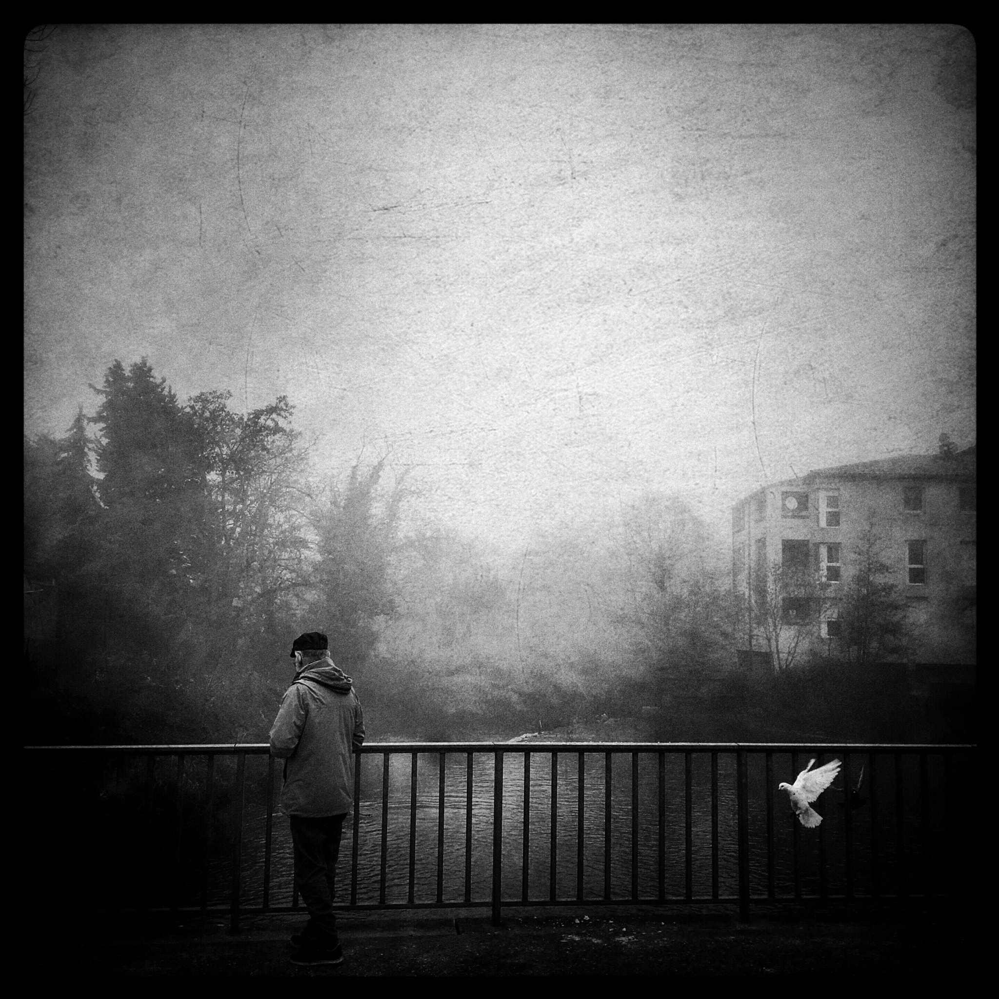 Hipstamatic 305 sample photo. The white bird photography