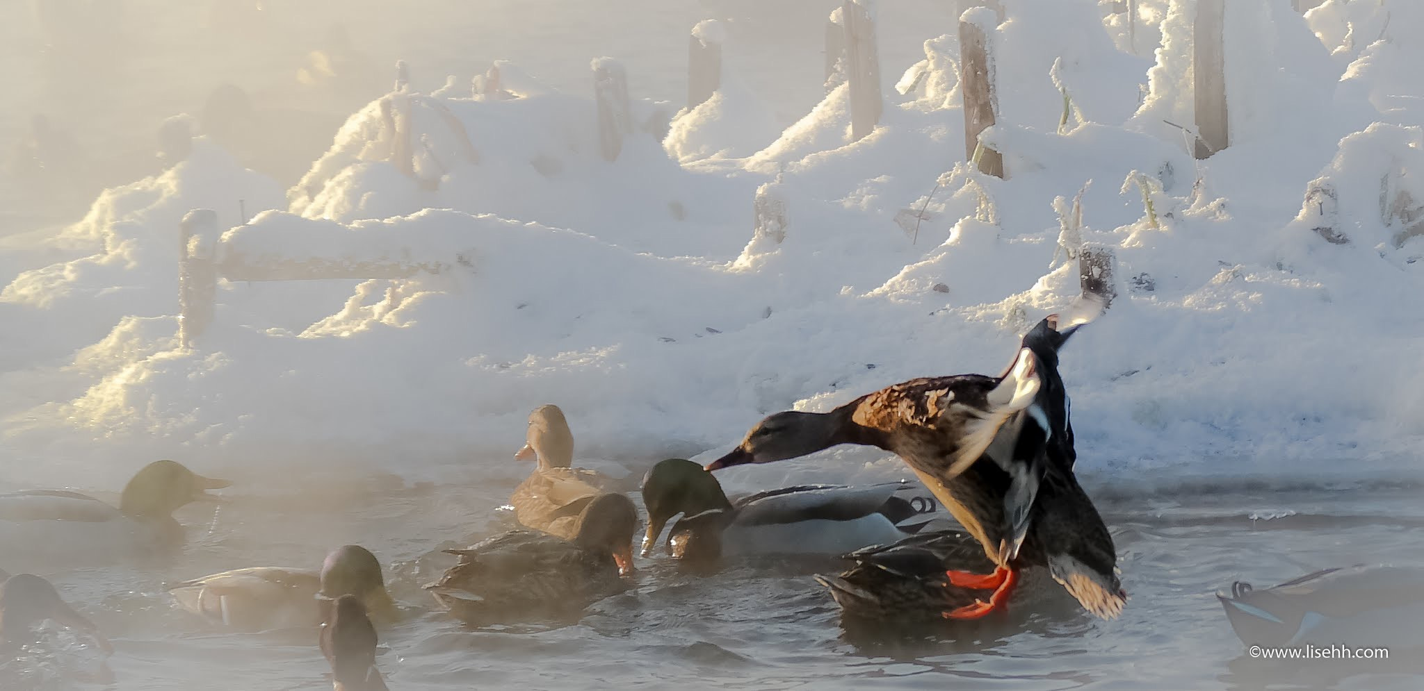Samsung NX30 + NX 50-200mm F4-5.6 sample photo. Action in the ice cold water photography