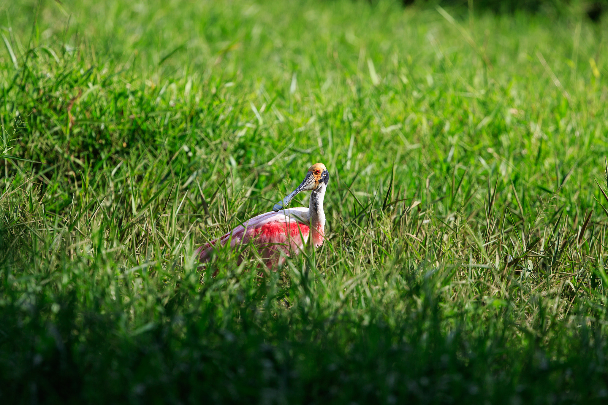 Canon EF 400mm F4 DO IS II USM sample photo. De-blend photography