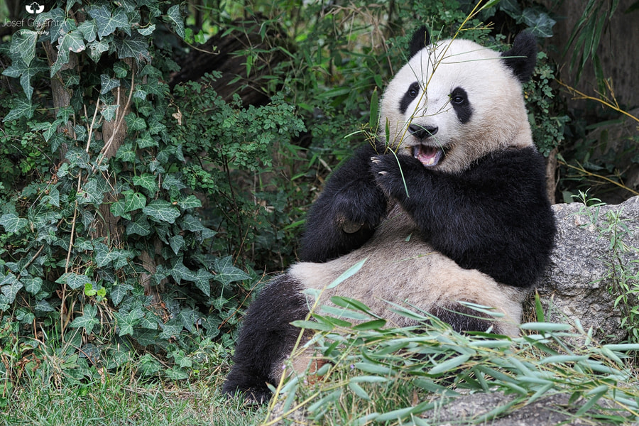 Nikon D3S sample photo. All you need is..... bamboo photography