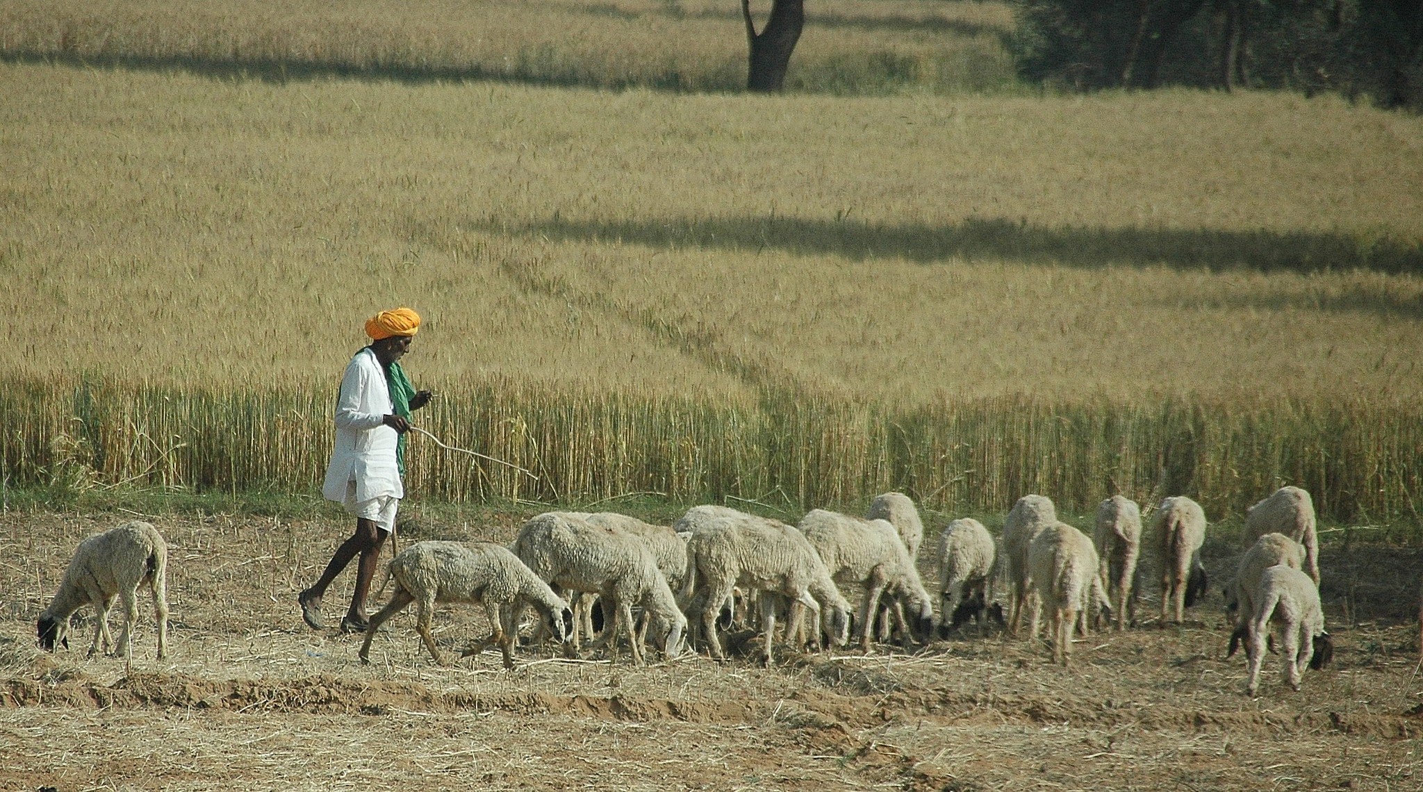 Nikon D70s sample photo. Pastorale photography