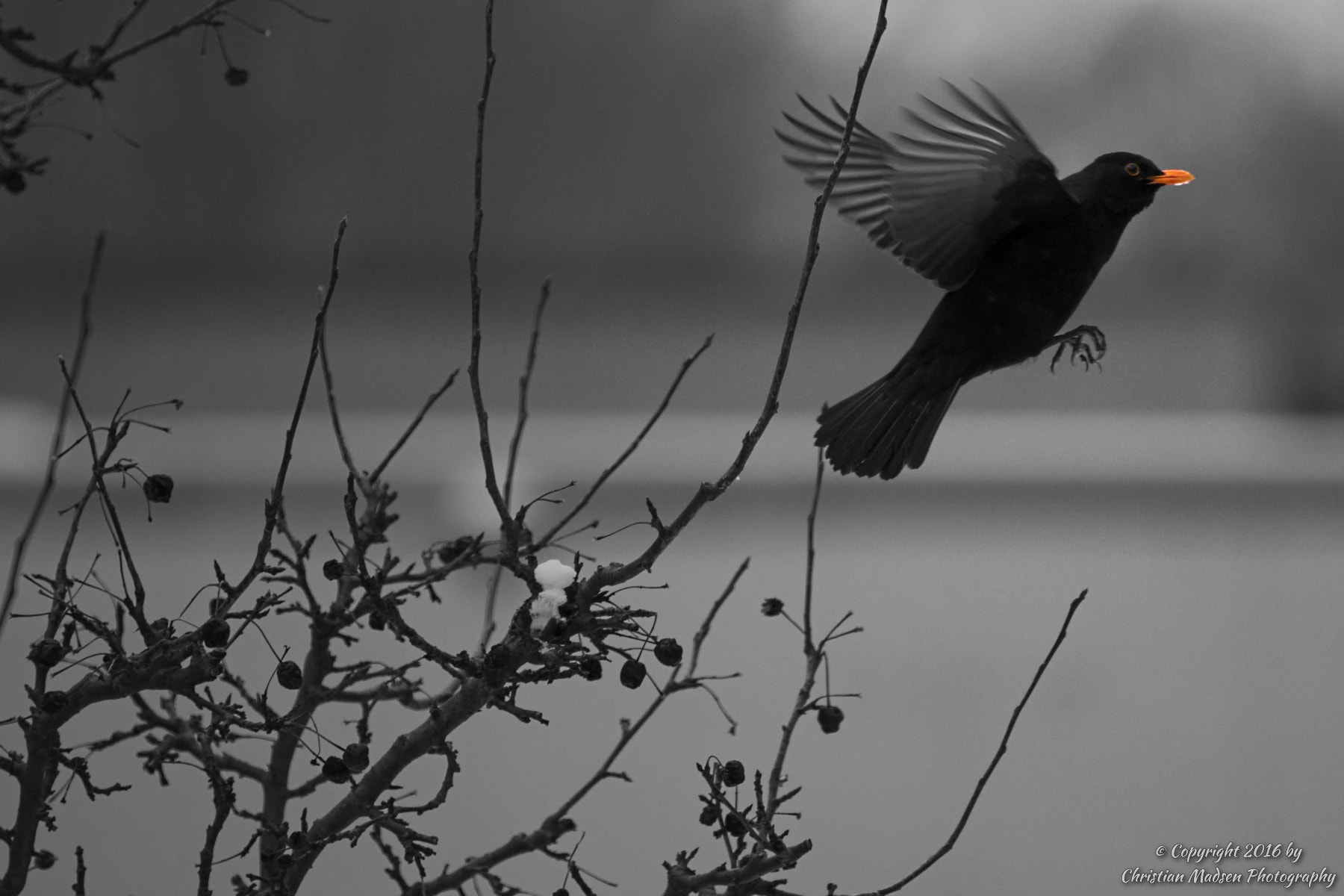 Canon EF 70-200mm F2.8L IS II USM sample photo. Blackbird taking off photography