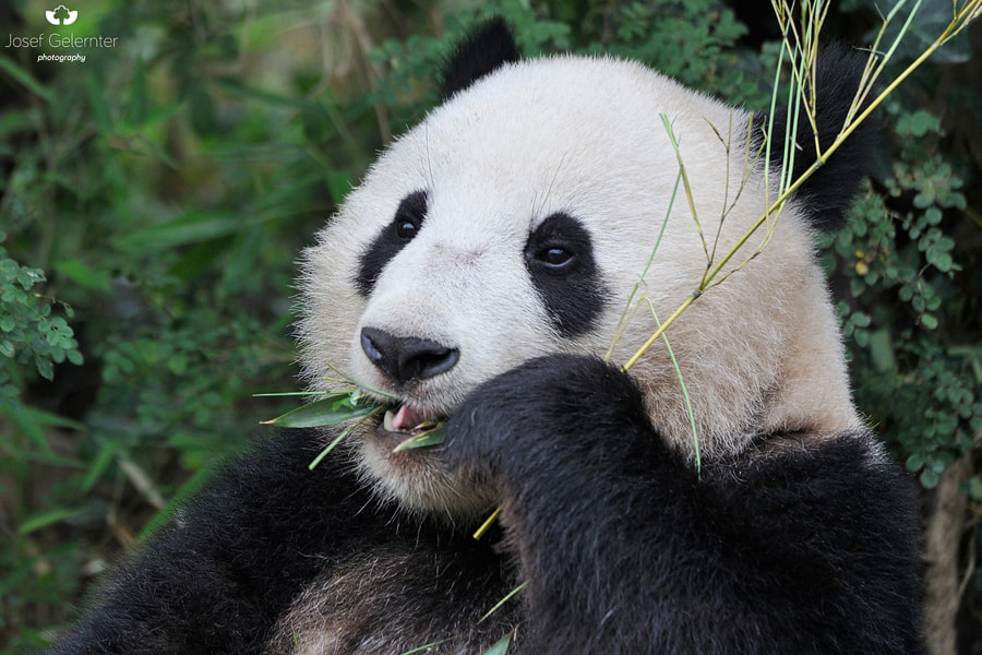 Nikon D3S sample photo. Little bamboo muncher photography