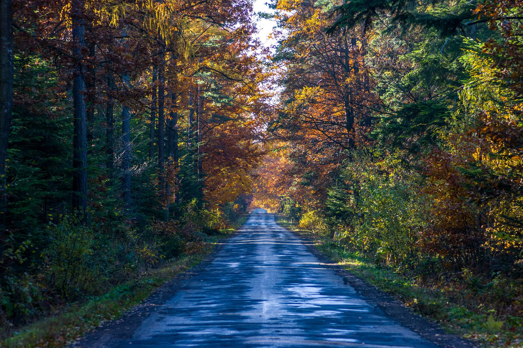 Pentax K20D sample photo. Polish autumn photography