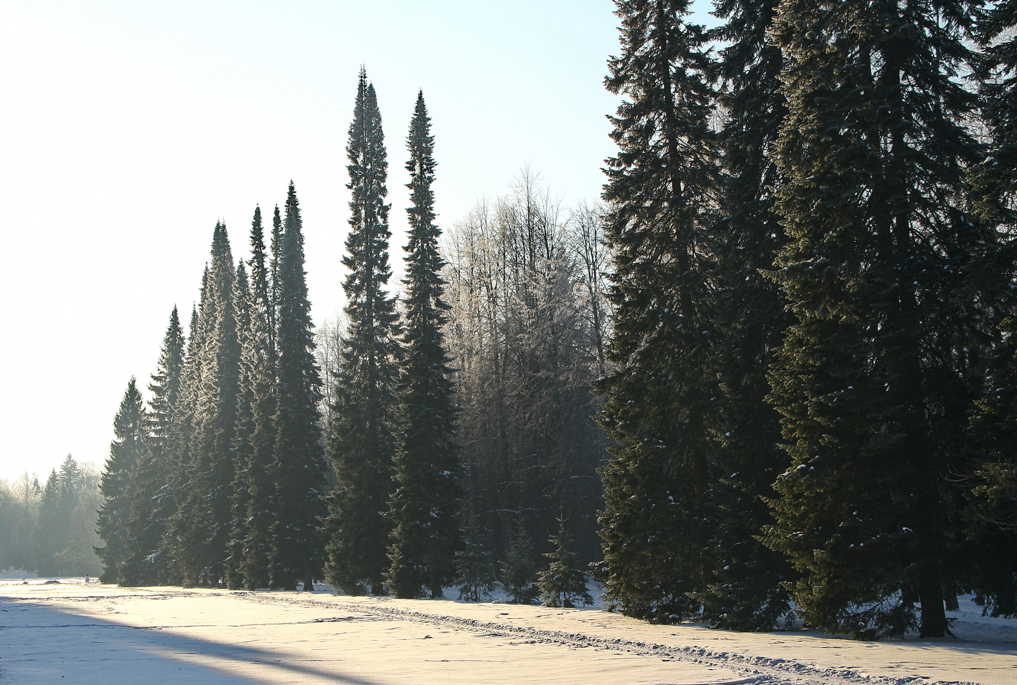 Sigma 18-125mm F3.8-5.6 DC OS HSM sample photo. Fir-trees in a frosty haze photography