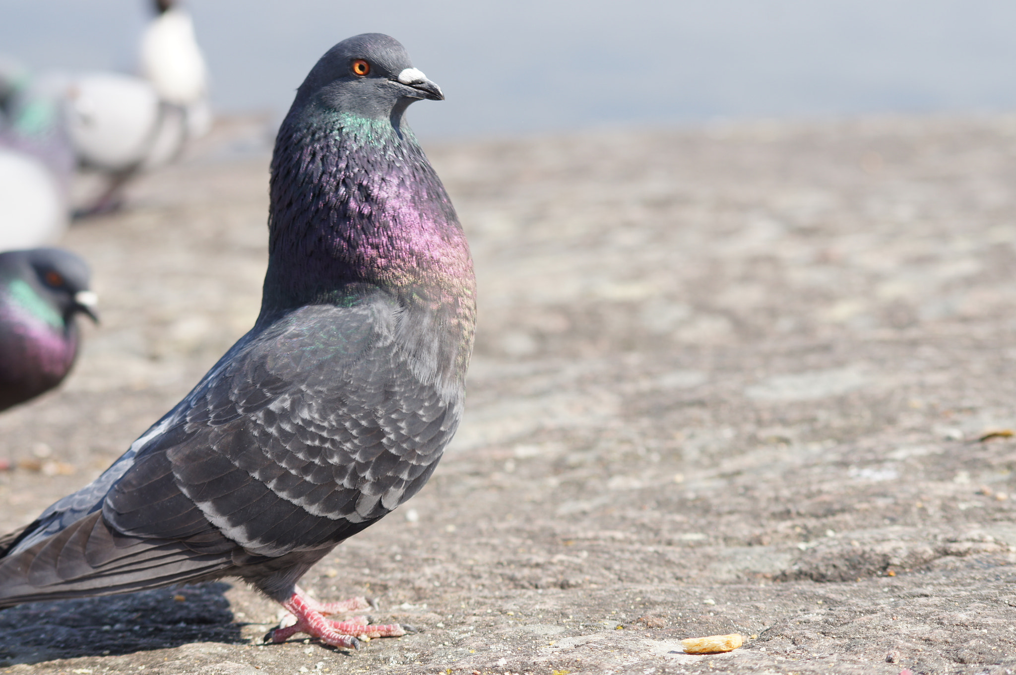 Sony SLT-A55 (SLT-A55V) + Sigma 70-300mm F4-5.6 DL Macro sample photo. Dove photography