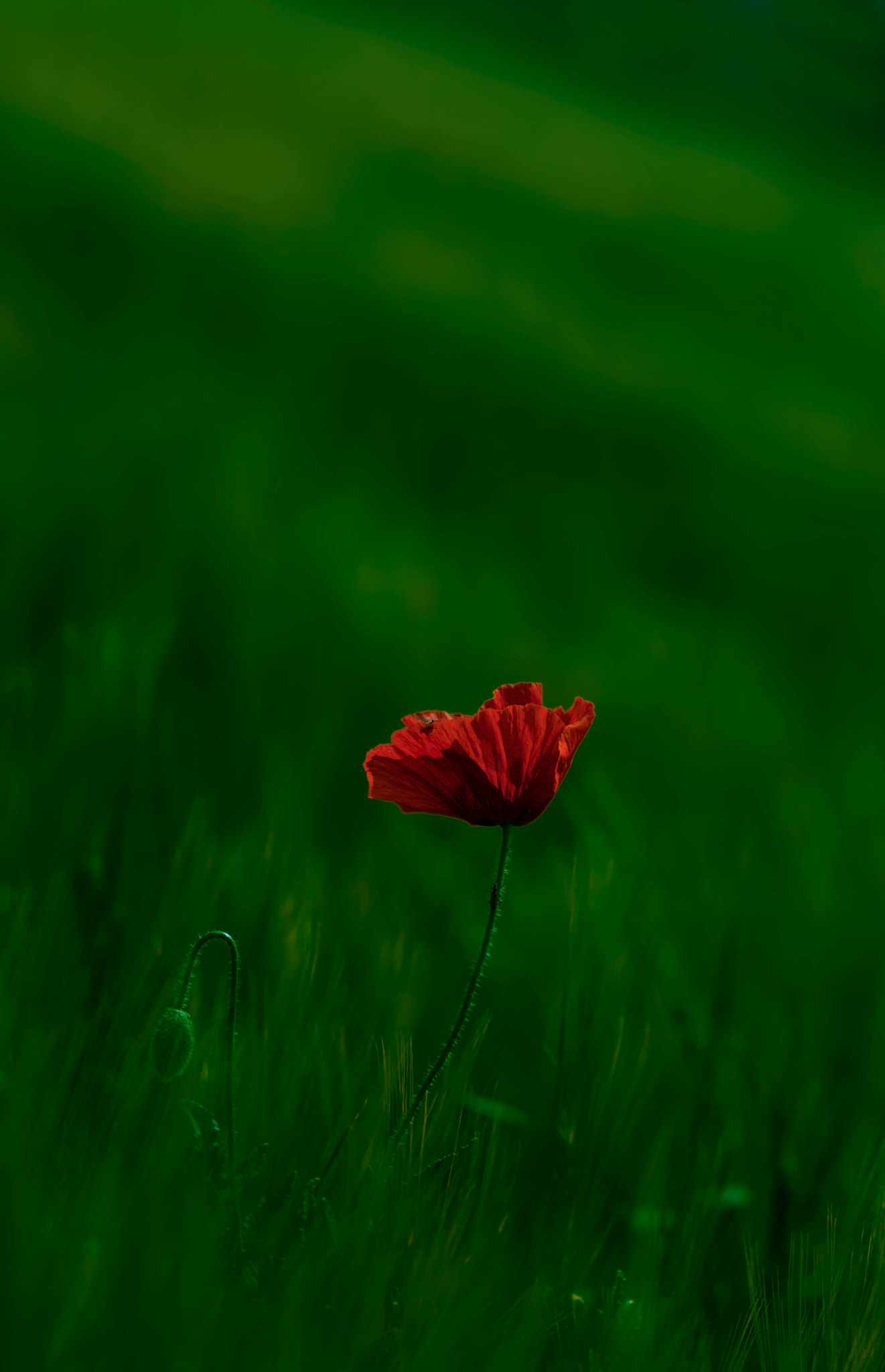 AF DC-Nikkor 135mm f/2D sample photo. Entre miedos photography