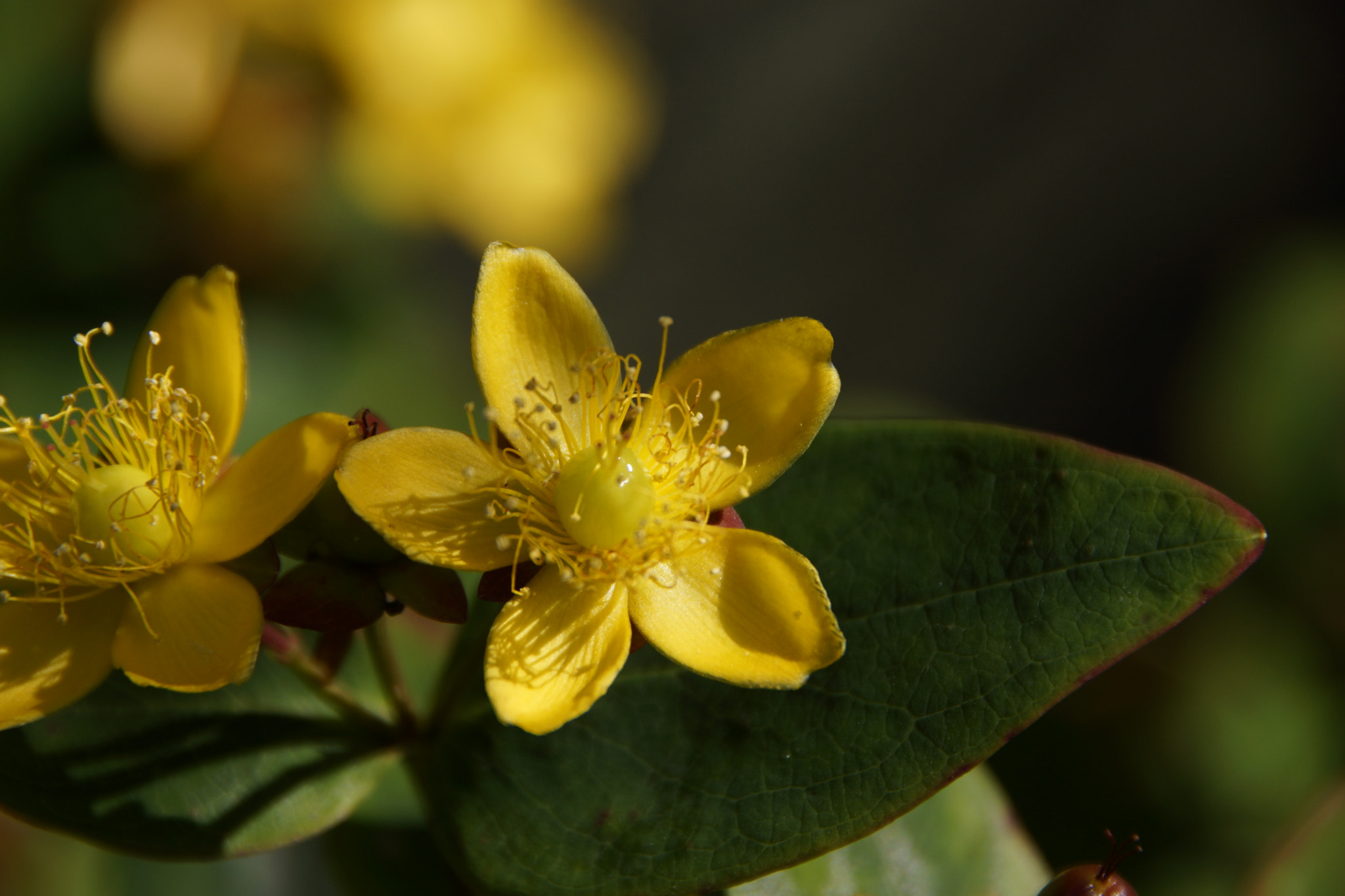 Sony SLT-A77 + Tamron Lens (255) sample photo. ......a touch of yellow photography