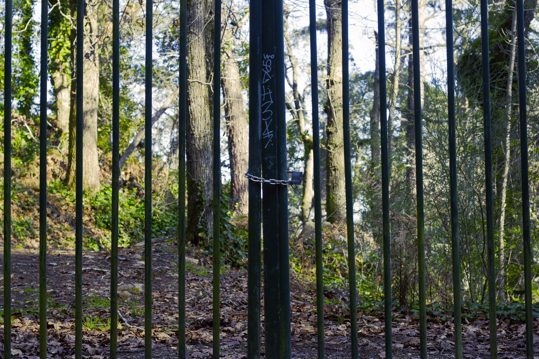 Canon EOS 30D + Canon EF 50mm F1.8 II sample photo. Locking nature. photography