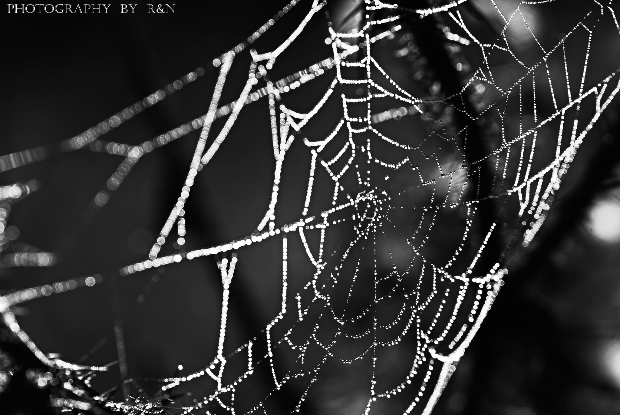 Sigma 105mm F2.8 EX DG OS HSM sample photo. AraÑa photography