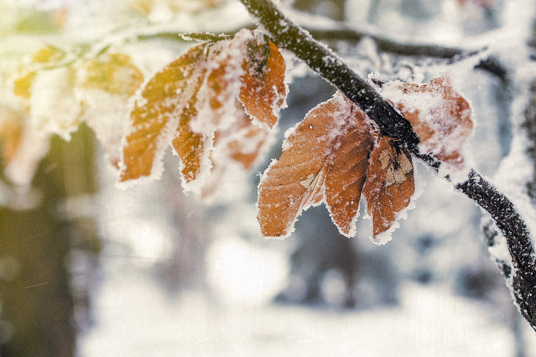 Pentax smc DA 35mm F2.8 Macro Limited sample photo. Winterly impressions photography