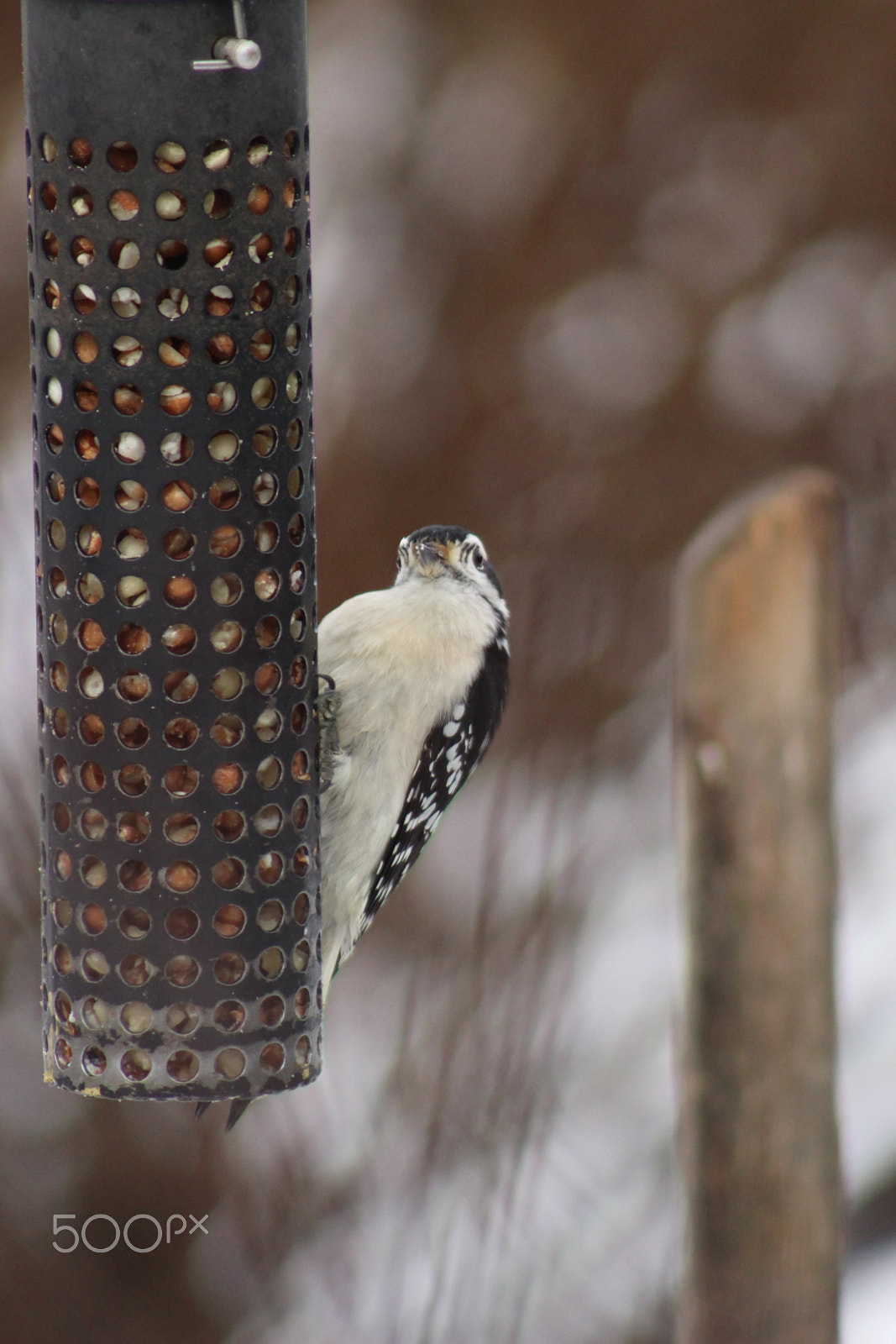 Canon EF 75-300mm f/4-5.6 USM sample photo. Whats your problem? photography
