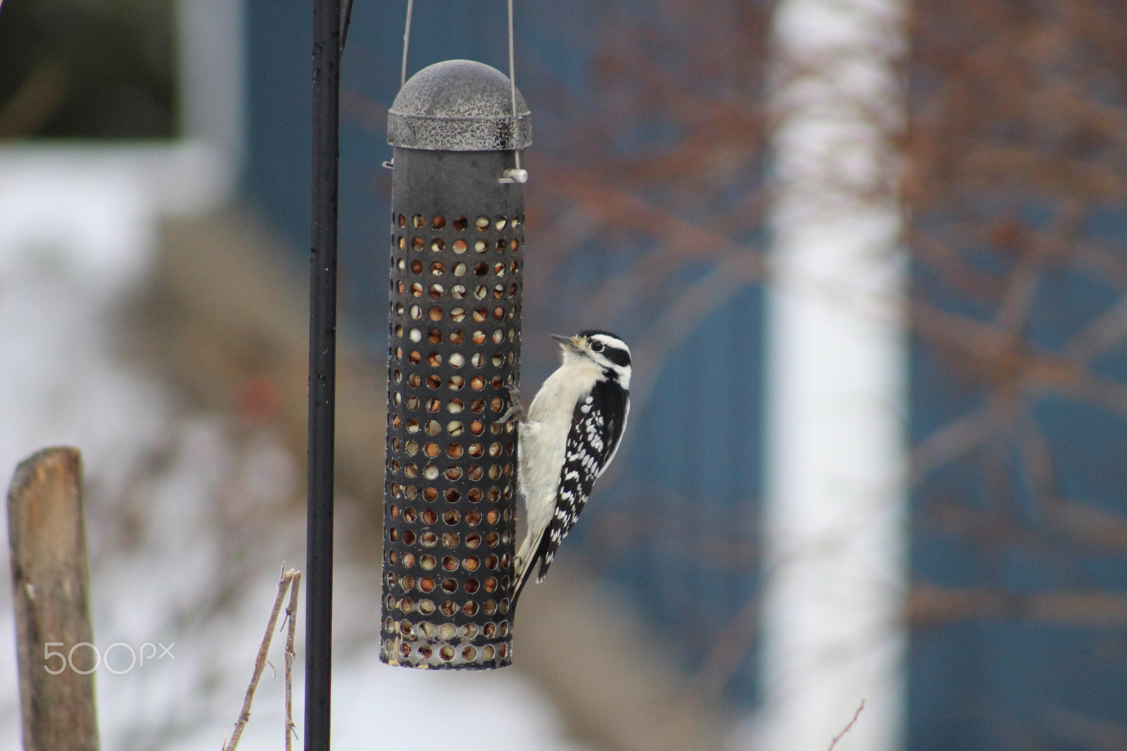 Canon EF 75-300mm f/4-5.6 USM sample photo. Hanging on photography