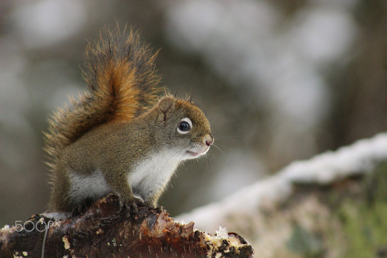 Canon EF 75-300mm f/4-5.6 USM sample photo. Tamiasciurus hudsonicus photography