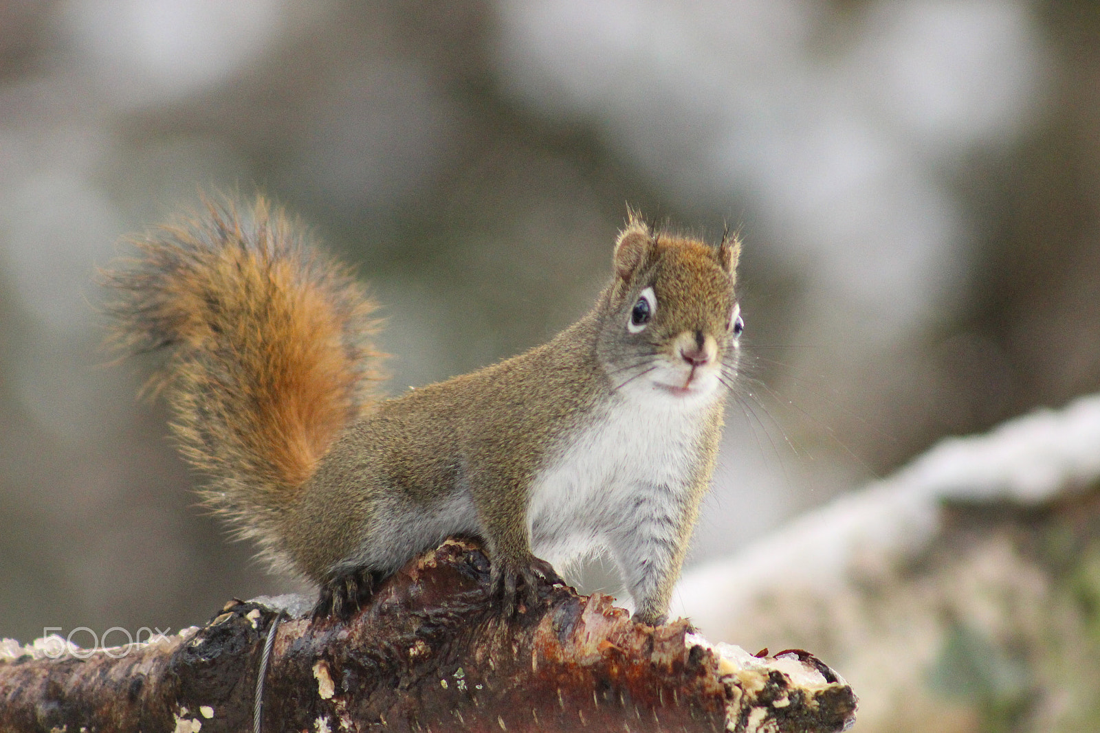 Canon EF 75-300mm f/4-5.6 USM sample photo. What? photography