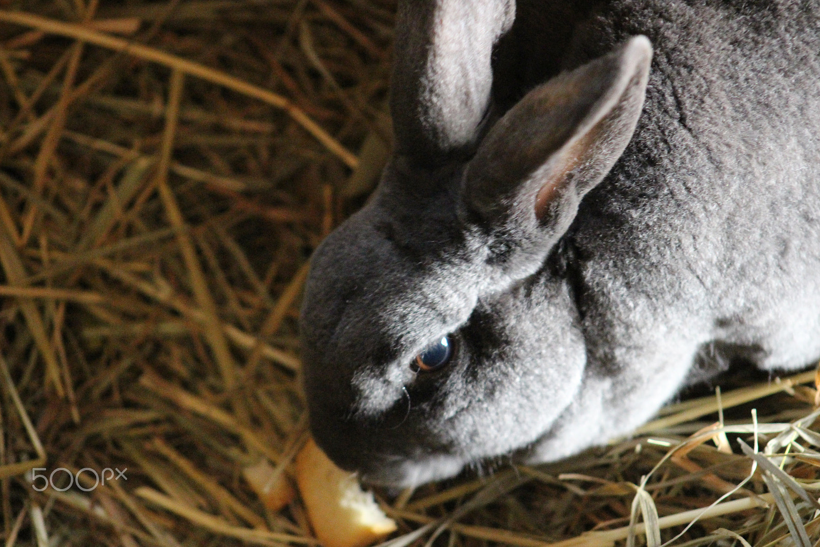 Canon EF 75-300mm f/4-5.6 USM sample photo. Nibbles, nibbling photography