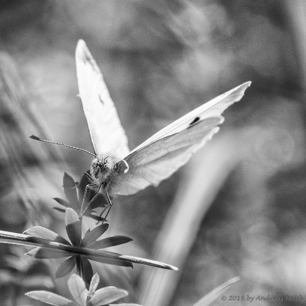 Canon EF 200mm f/2.8L II + 2x sample photo. Butterfly photography