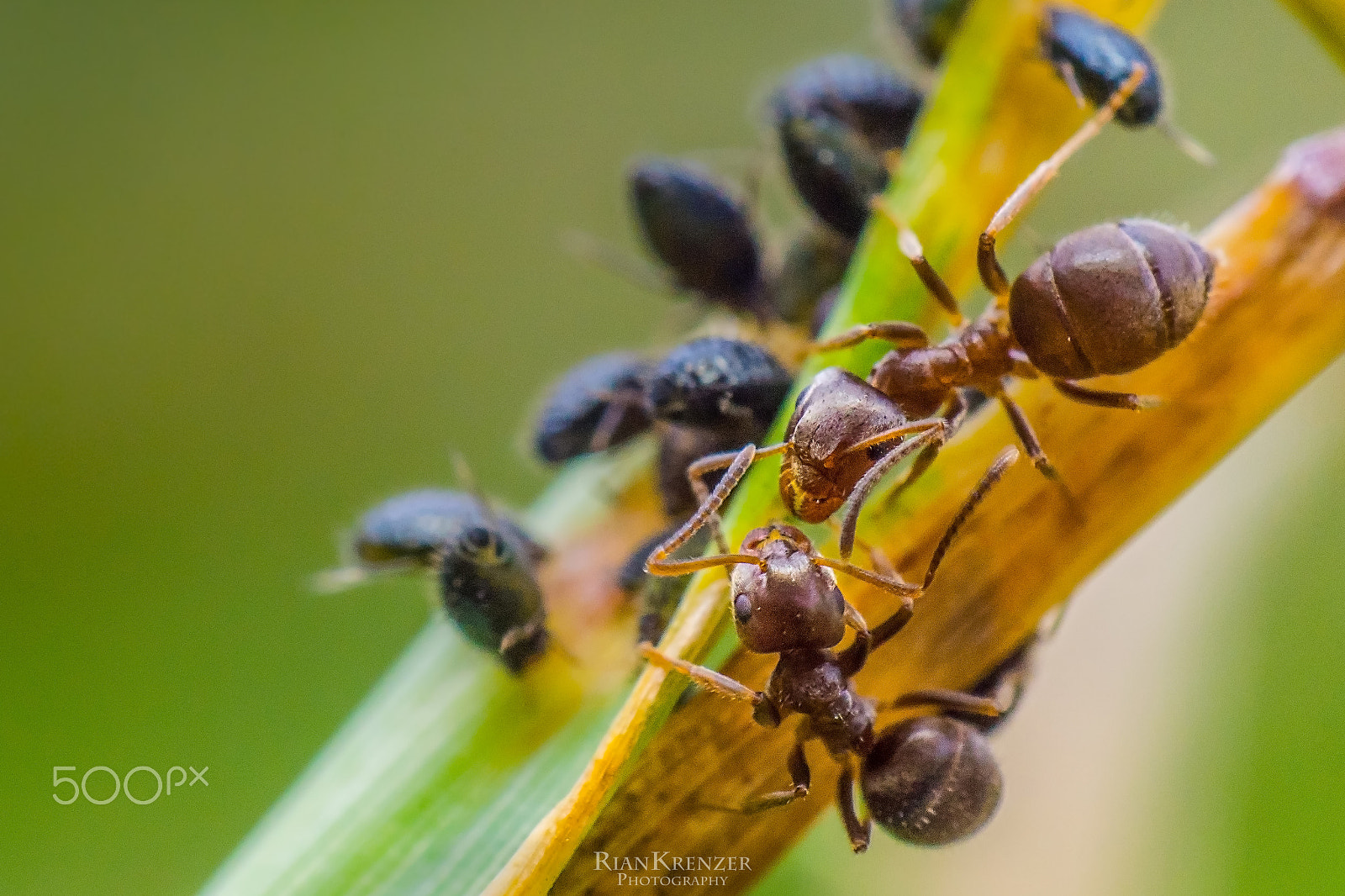 Sigma 90mm 2.8 Macro sample photo. Two ants photography