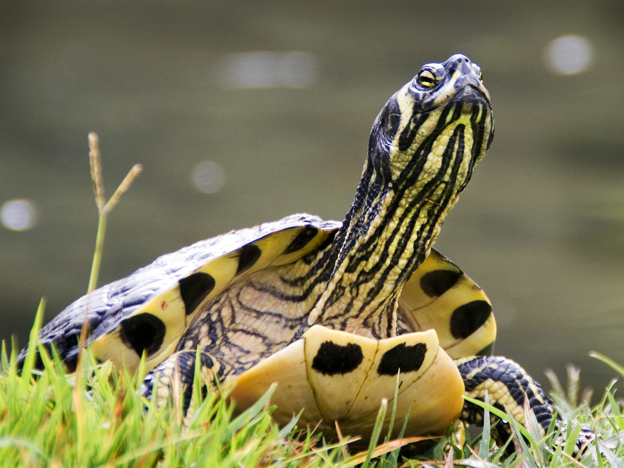 Sony Alpha DSLR-A390 sample photo. Turtle photography