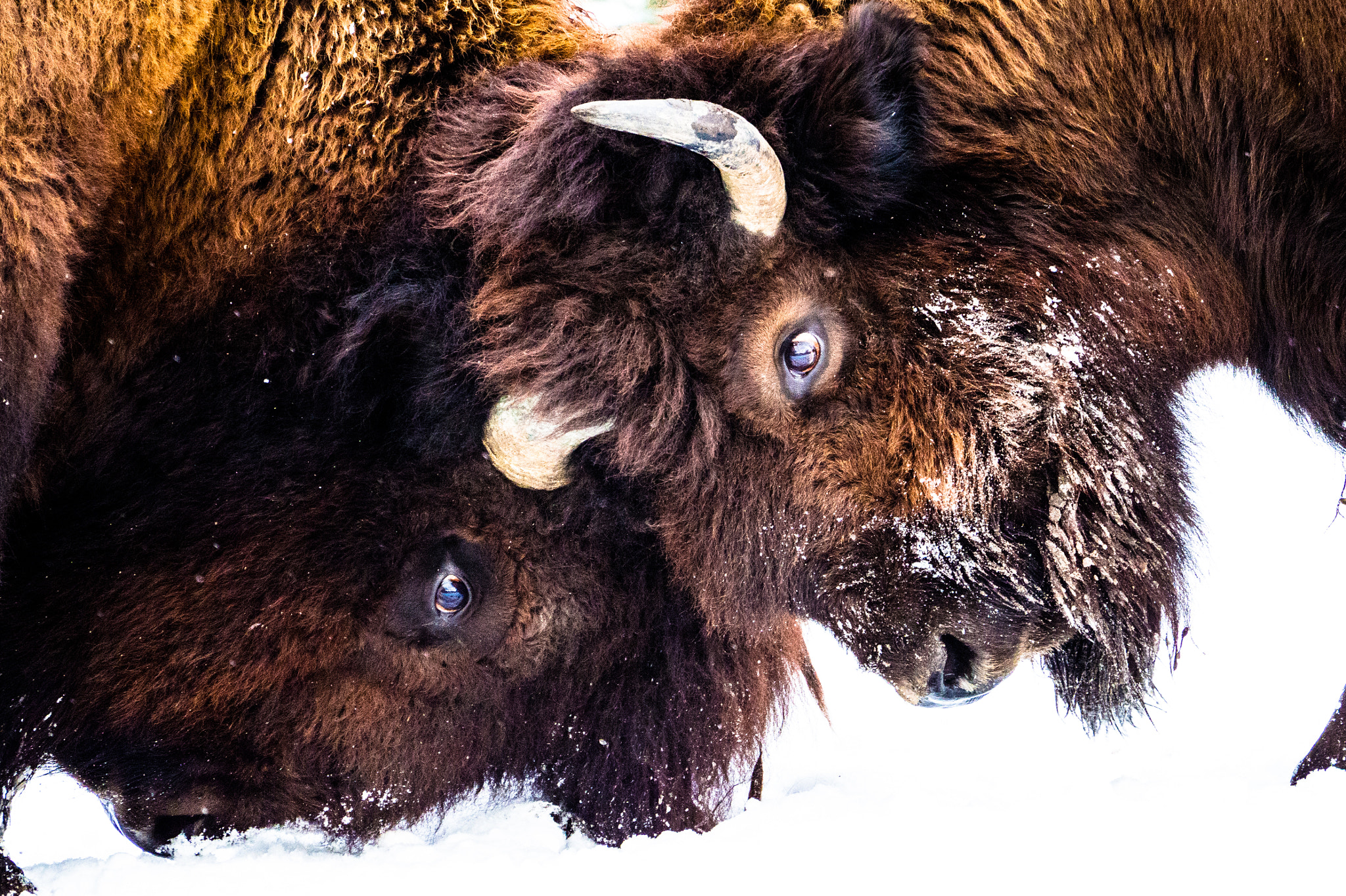 Olympus OM-D E-M10 II sample photo. Buffalo photography