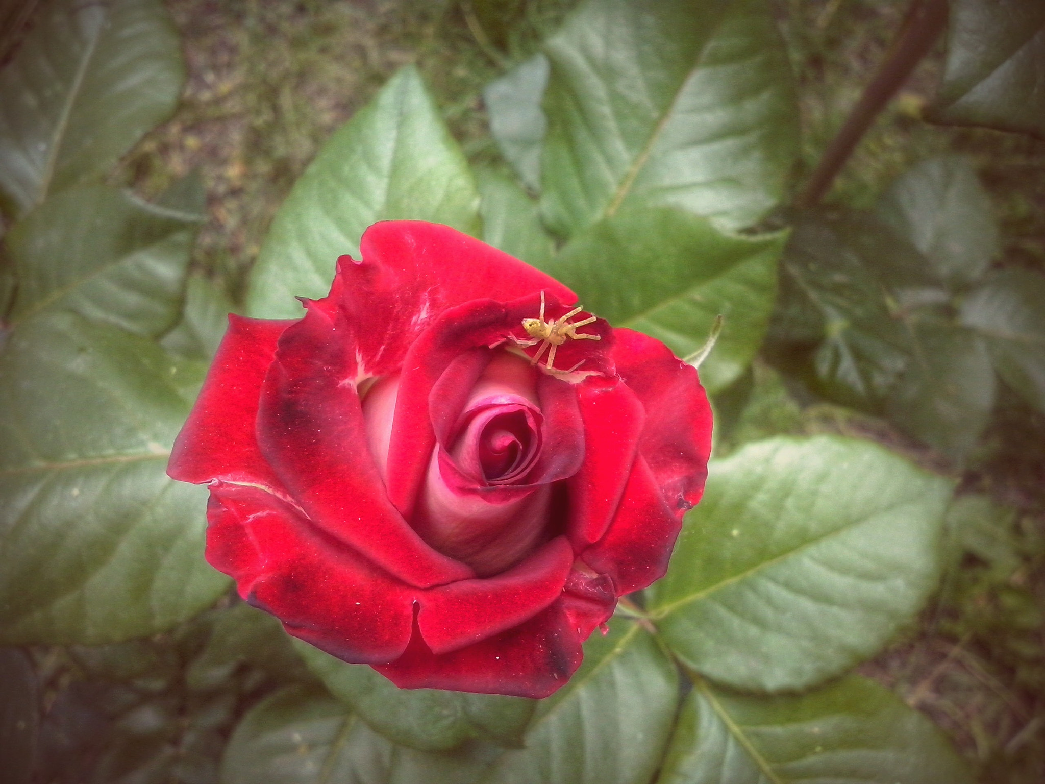 LG OPTIMUS L5 II sample photo