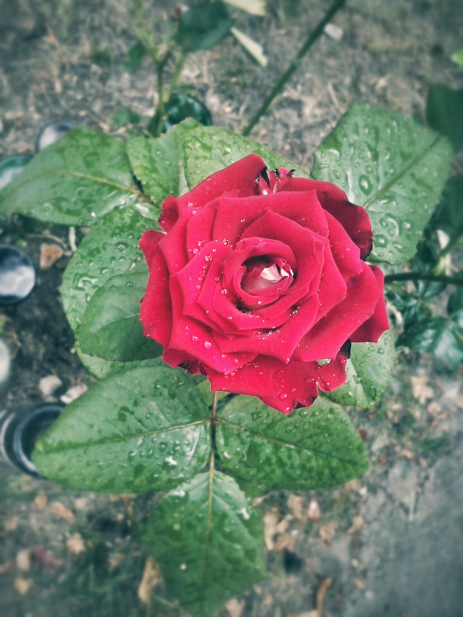 LG OPTIMUS L5 II sample photo