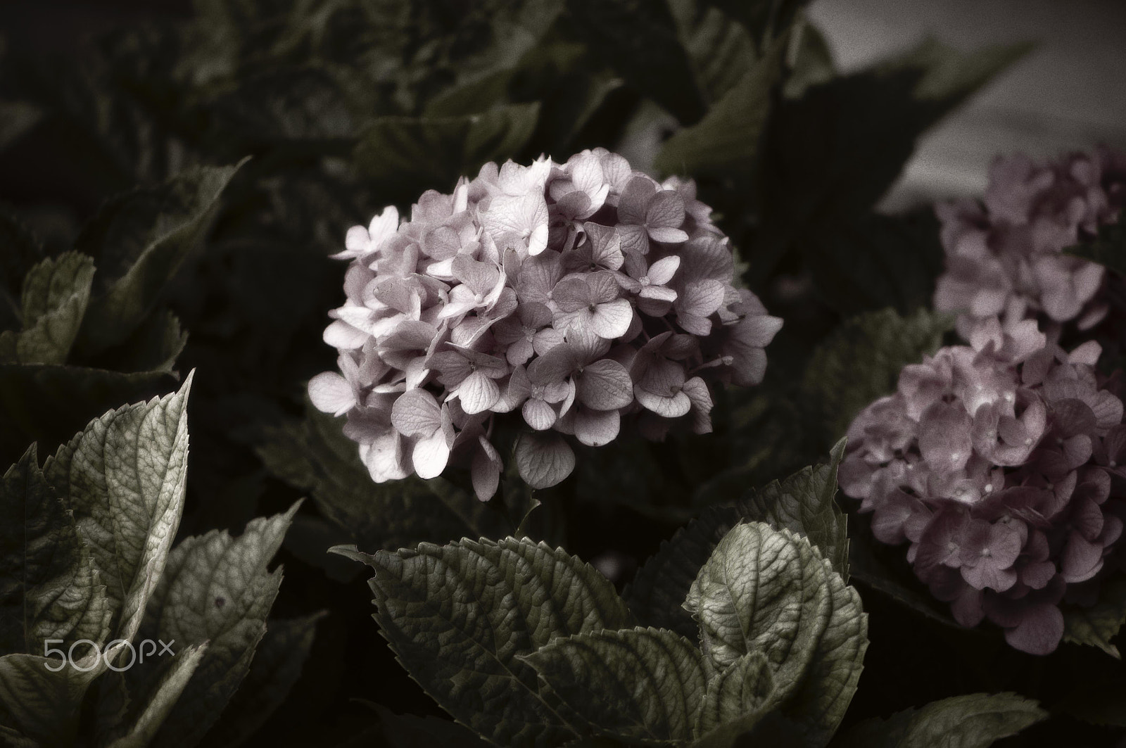 Nikon AF-S DX Micro-Nikkor 85mm F3.5G ED VR sample photo. Pink hydrangea photography