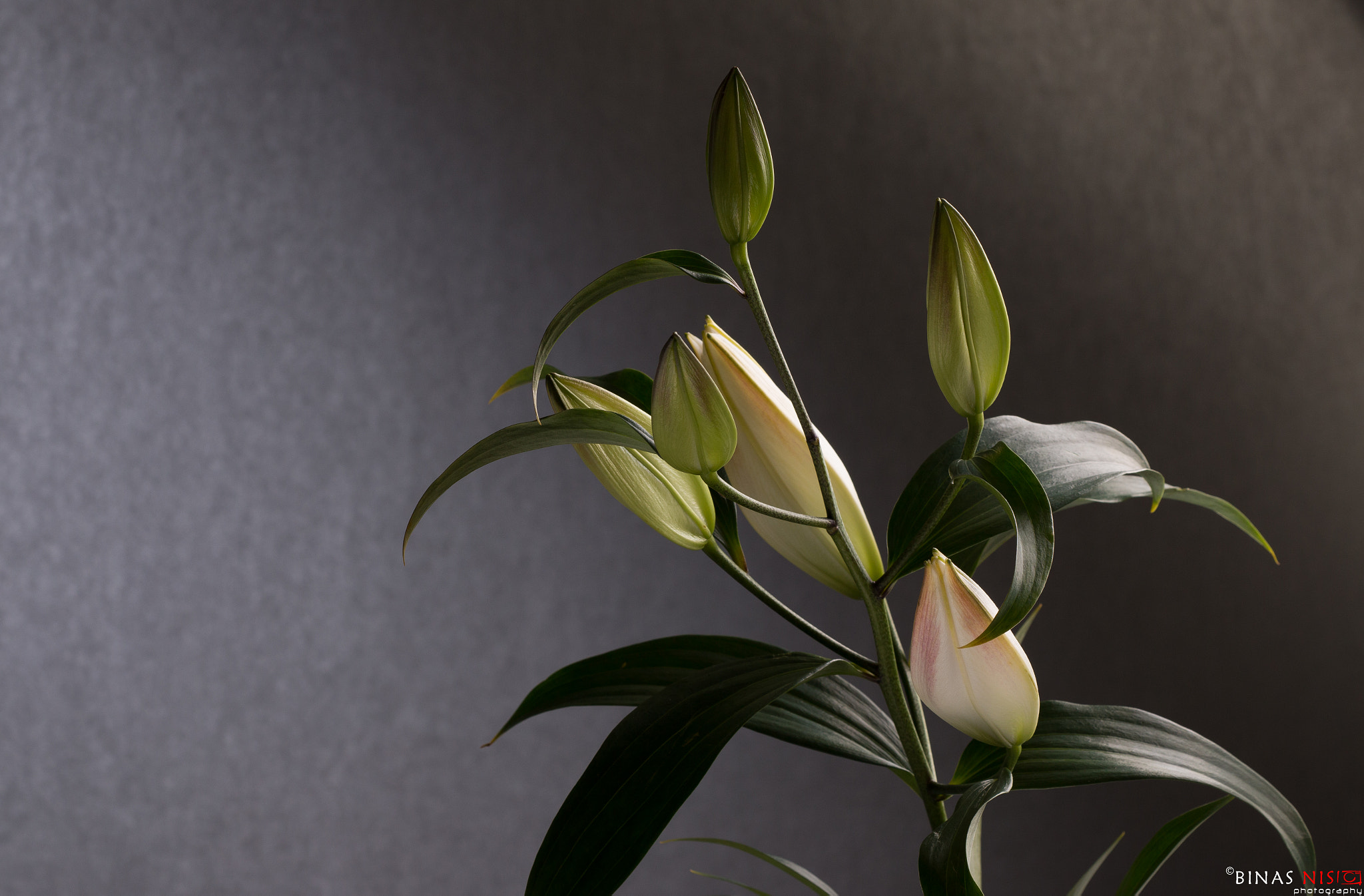 Sigma APO Macro 150mm f/2.8 EX DG HSM sample photo. White lily photography