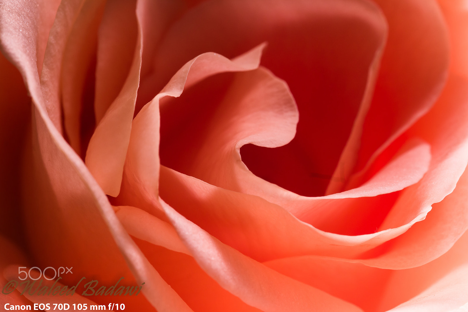 Canon EOS 70D + Sigma 105mm F2.8 EX DG Macro sample photo. In too deep photography