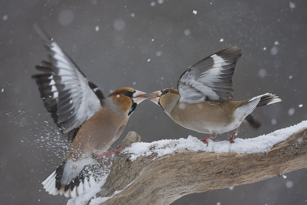 Canon EF 400mm F2.8L IS II USM sample photo. Winter mood photography