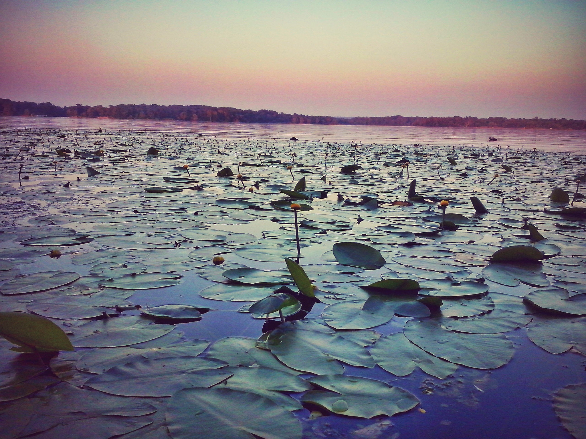 LG OPTIMUS L5 II sample photo. ~ photography