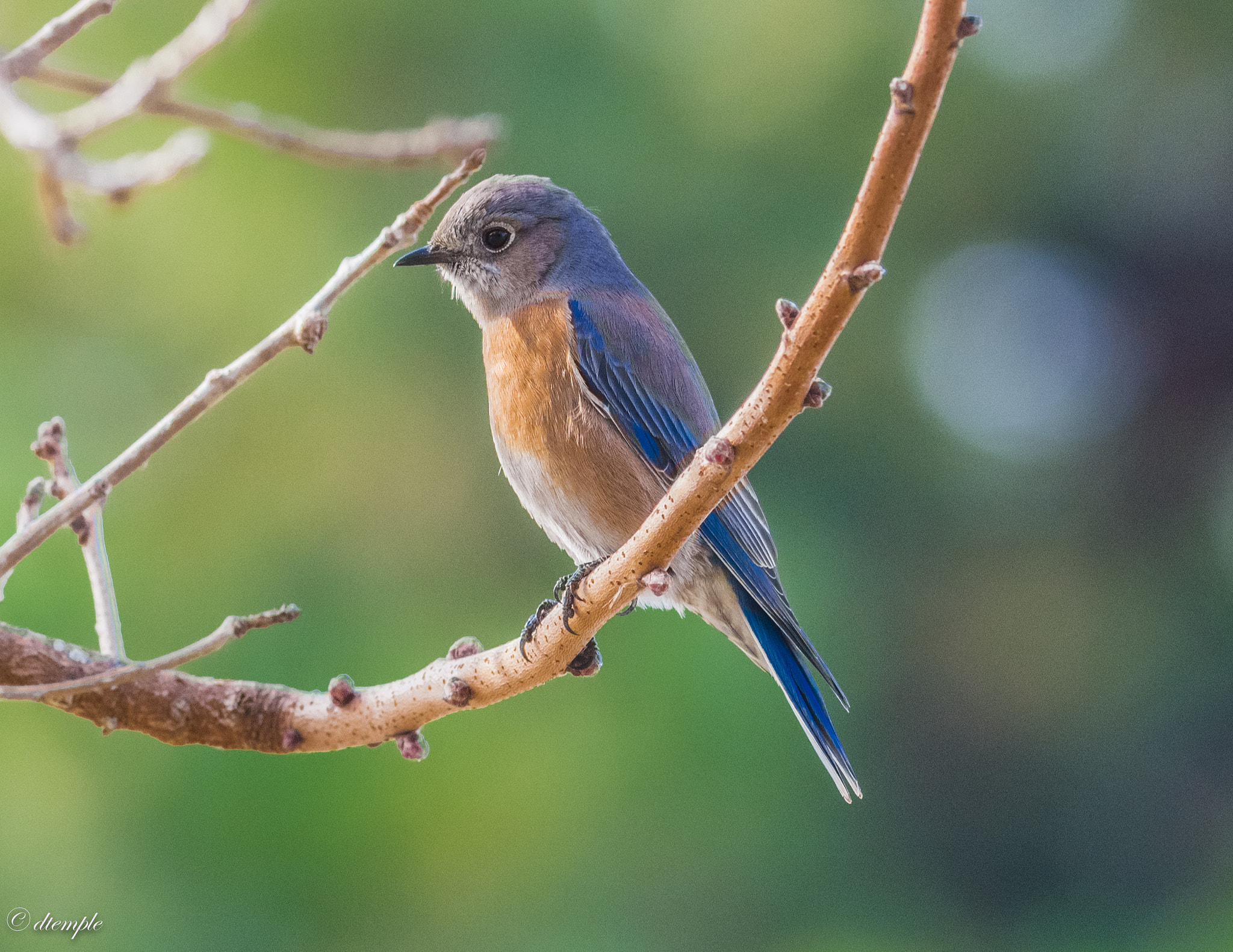 Nikon D7200 + Nikon AF-S Nikkor 300mm F2.8G ED VR II sample photo. Dsc_5094.jpg photography