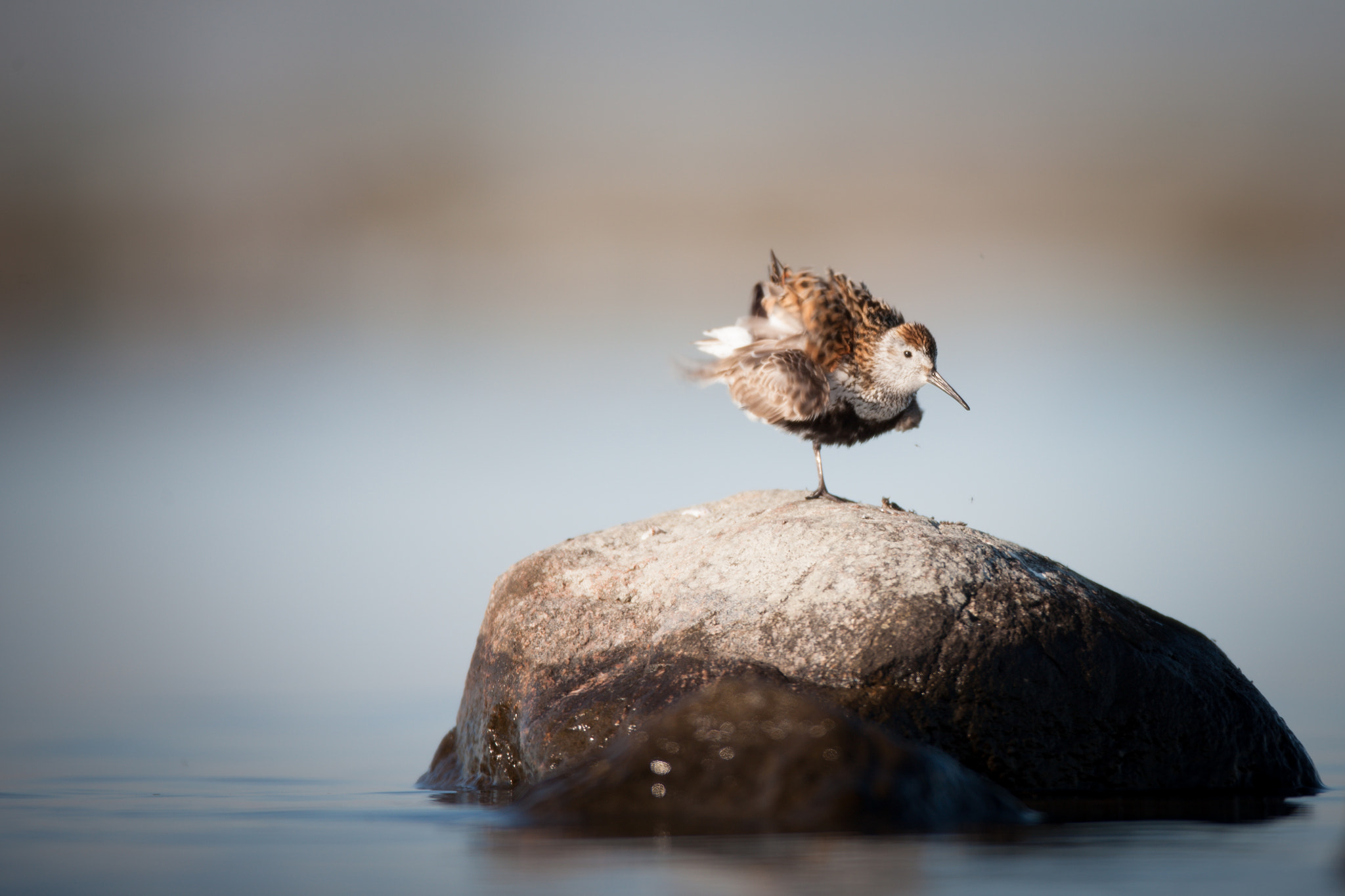 Canon EF 600mm f/4L IS sample photo. Getting ready for a new day photography