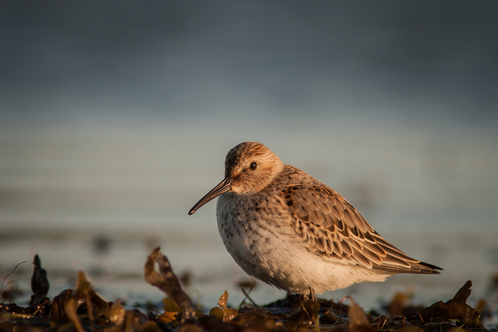 Canon EF 300mm F4L IS USM sample photo. The early bird... photography