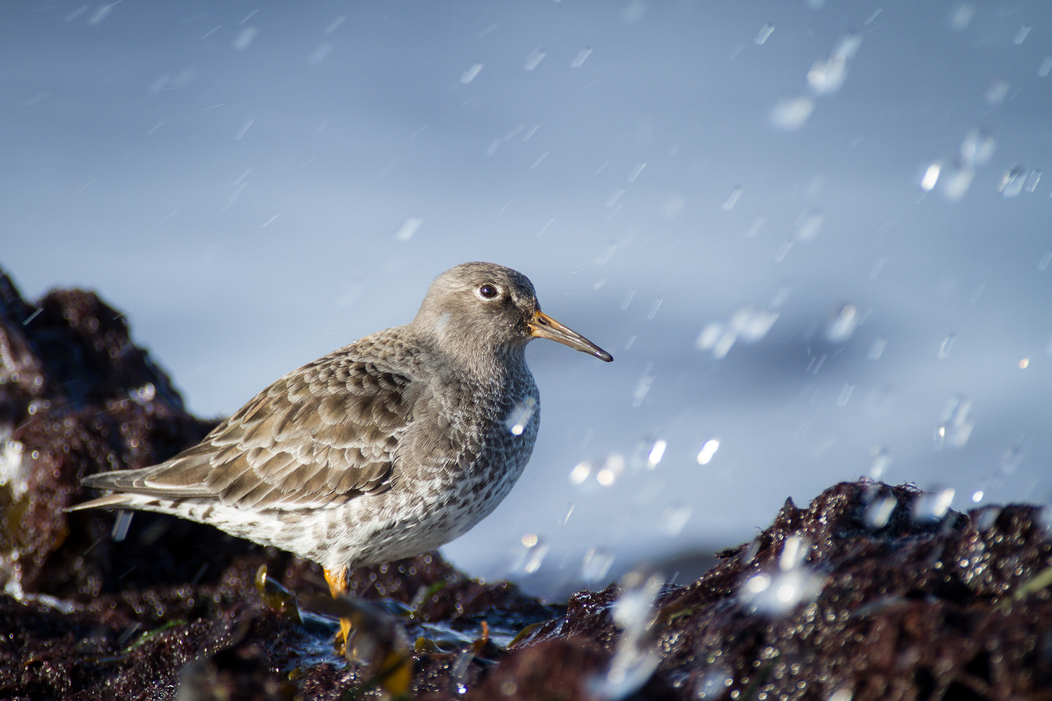 Canon EOS 7D + Canon EF 300mm f/2.8L + 2x sample photo. Ice bucket challenge photography