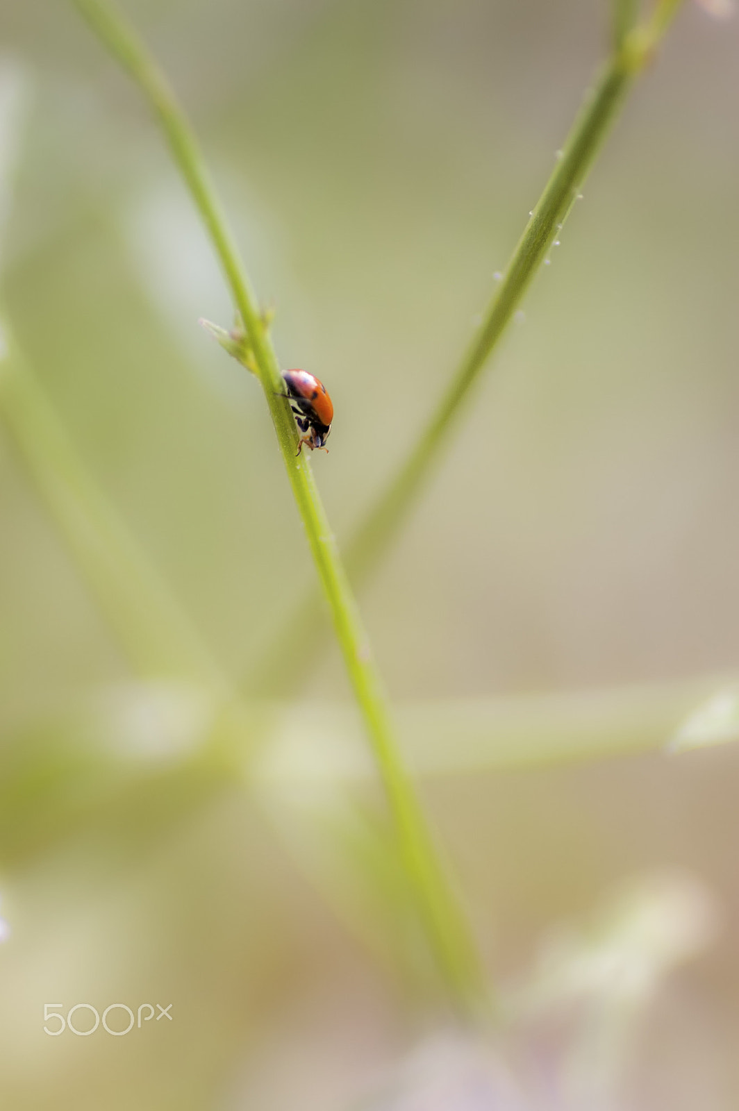 Nikon D70 sample photo. A pretty ladybug photography