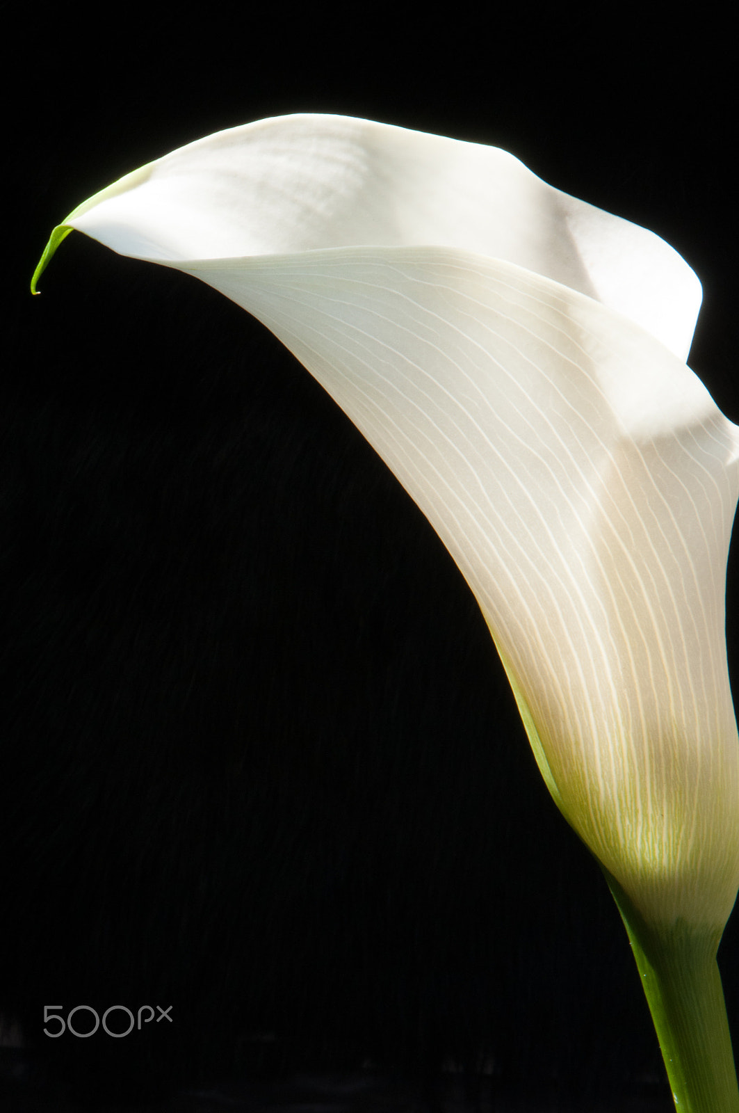 Nikon AF-S DX Micro-Nikkor 85mm F3.5G ED VR sample photo. Callas photography