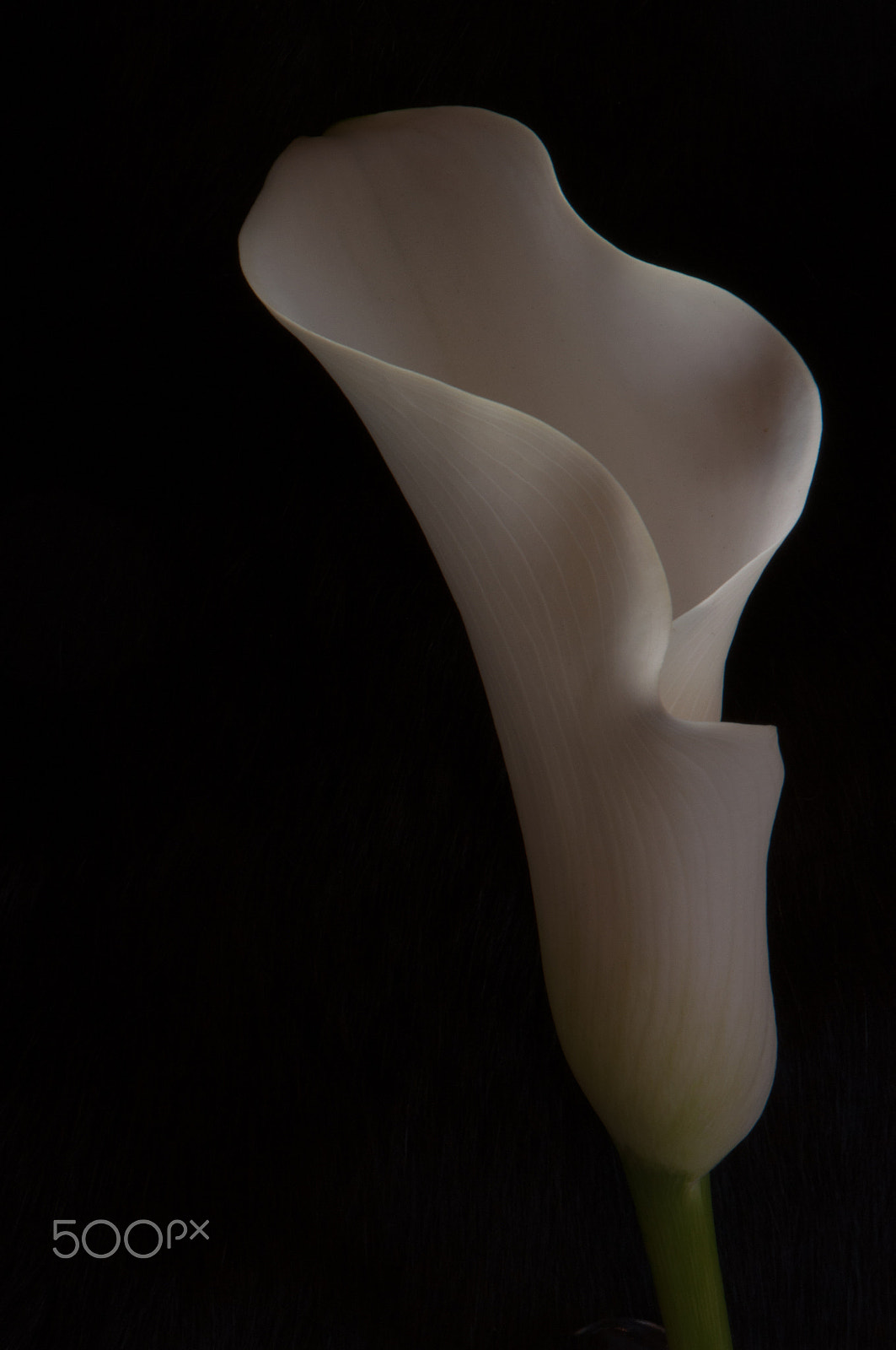 Nikon AF-S DX Micro-Nikkor 85mm F3.5G ED VR sample photo. Callas photography