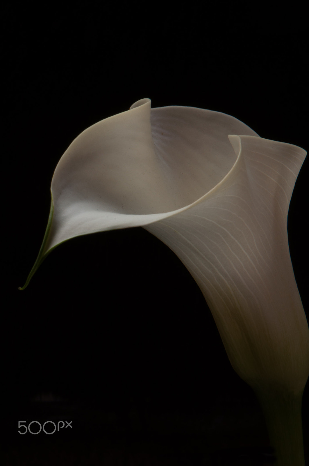 Nikon AF-S DX Micro-Nikkor 85mm F3.5G ED VR sample photo. Callas photography