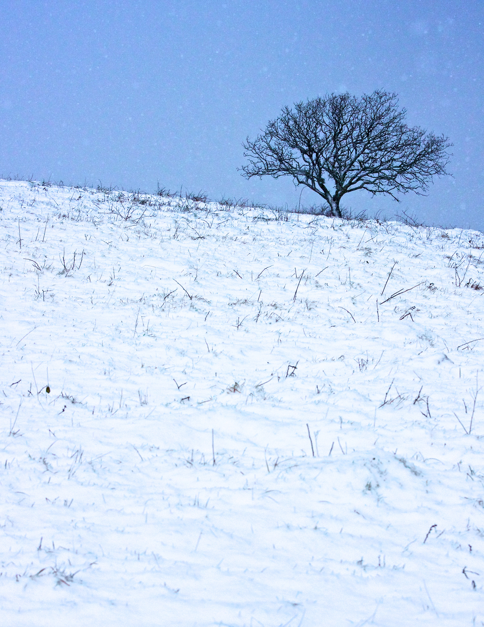 Canon EOS 500D (EOS Rebel T1i / EOS Kiss X3) + Canon EF 70-200mm F4L IS USM sample photo. Tree in snow photography