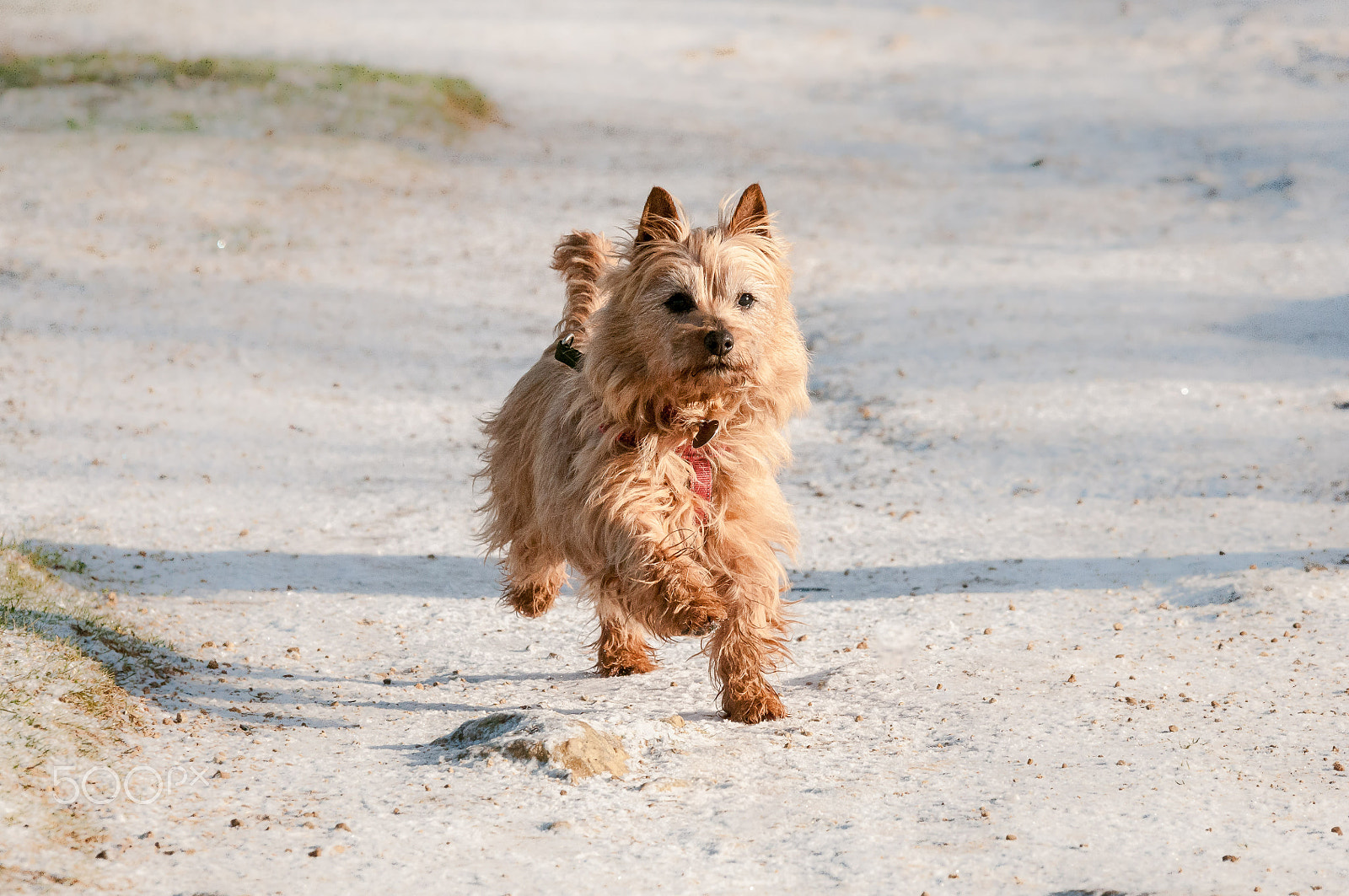 Sigma 70-200mm F2.8 EX DG OS HSM sample photo. Ginger photography