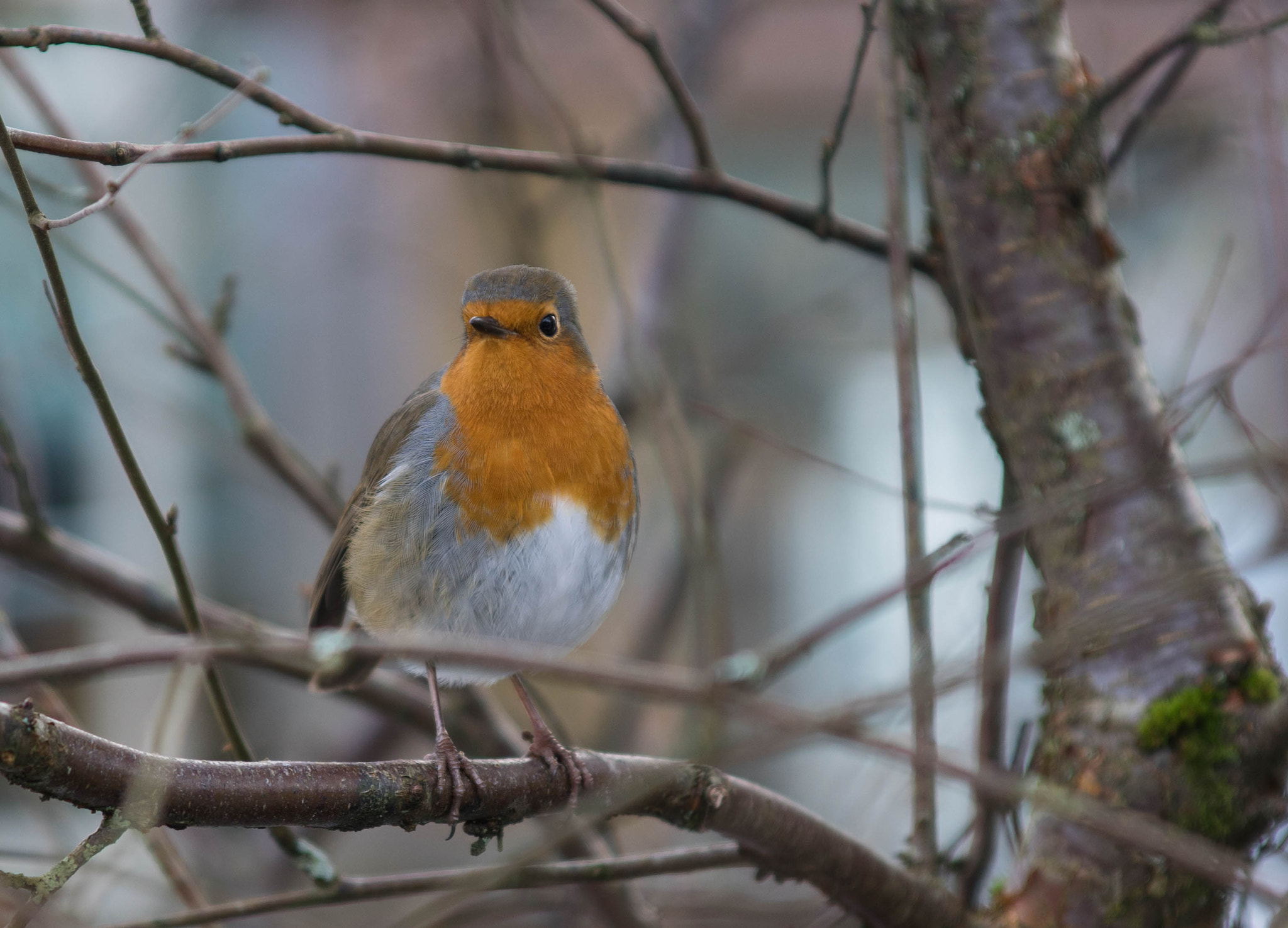 Sony ILCA-77M2 sample photo. Robin on a branch photography