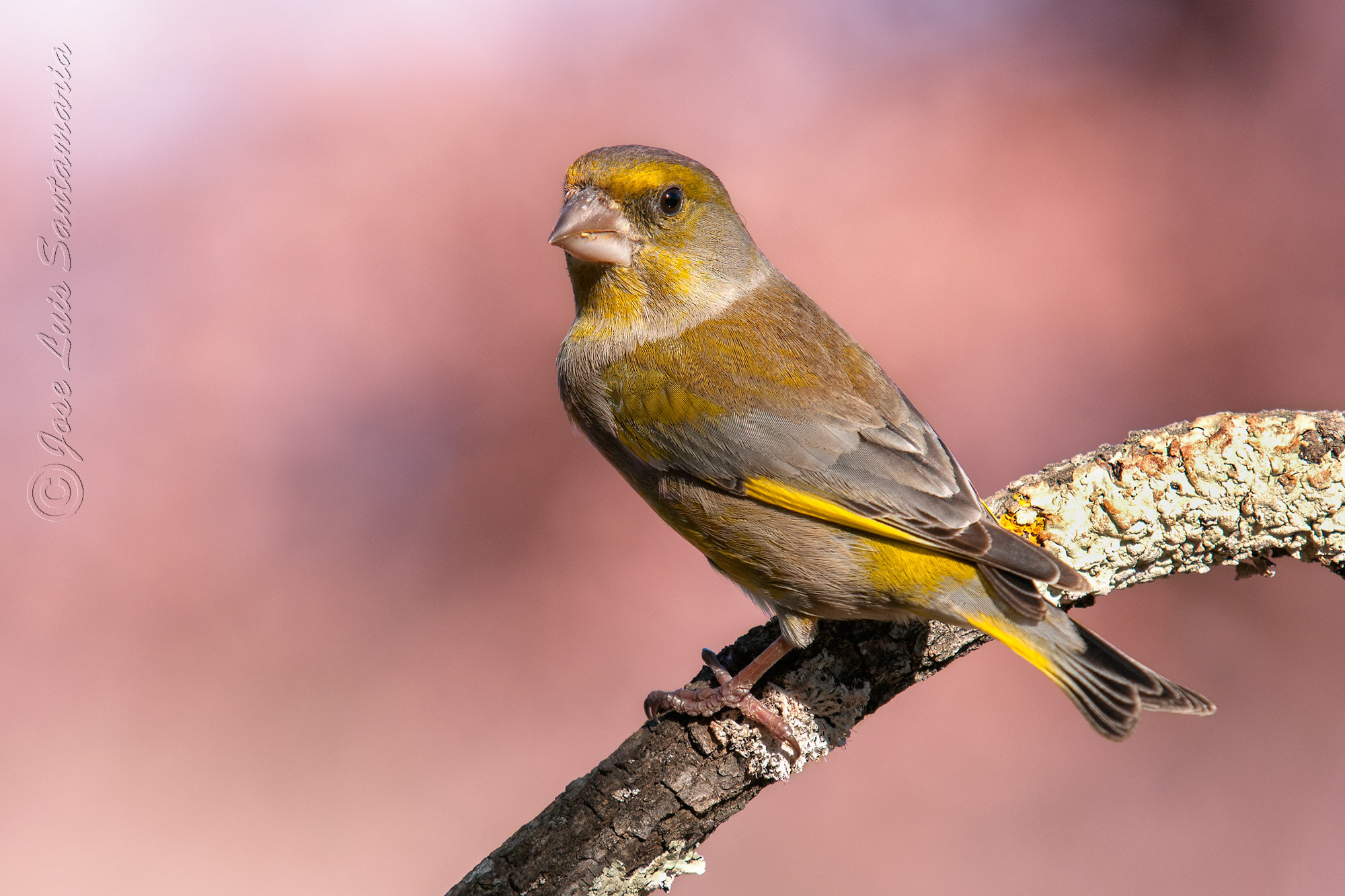 Sigma 50-500mm F4-6.3 EX APO RF HSM sample photo. Verderon photography