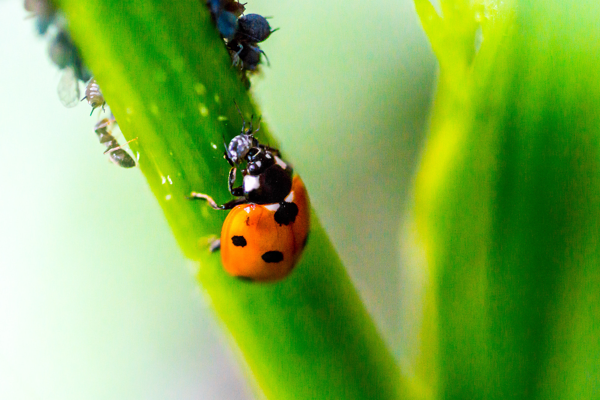 Sony a99 II + Sony 100mm F2.8 Macro sample photo. Aphid hunting photography