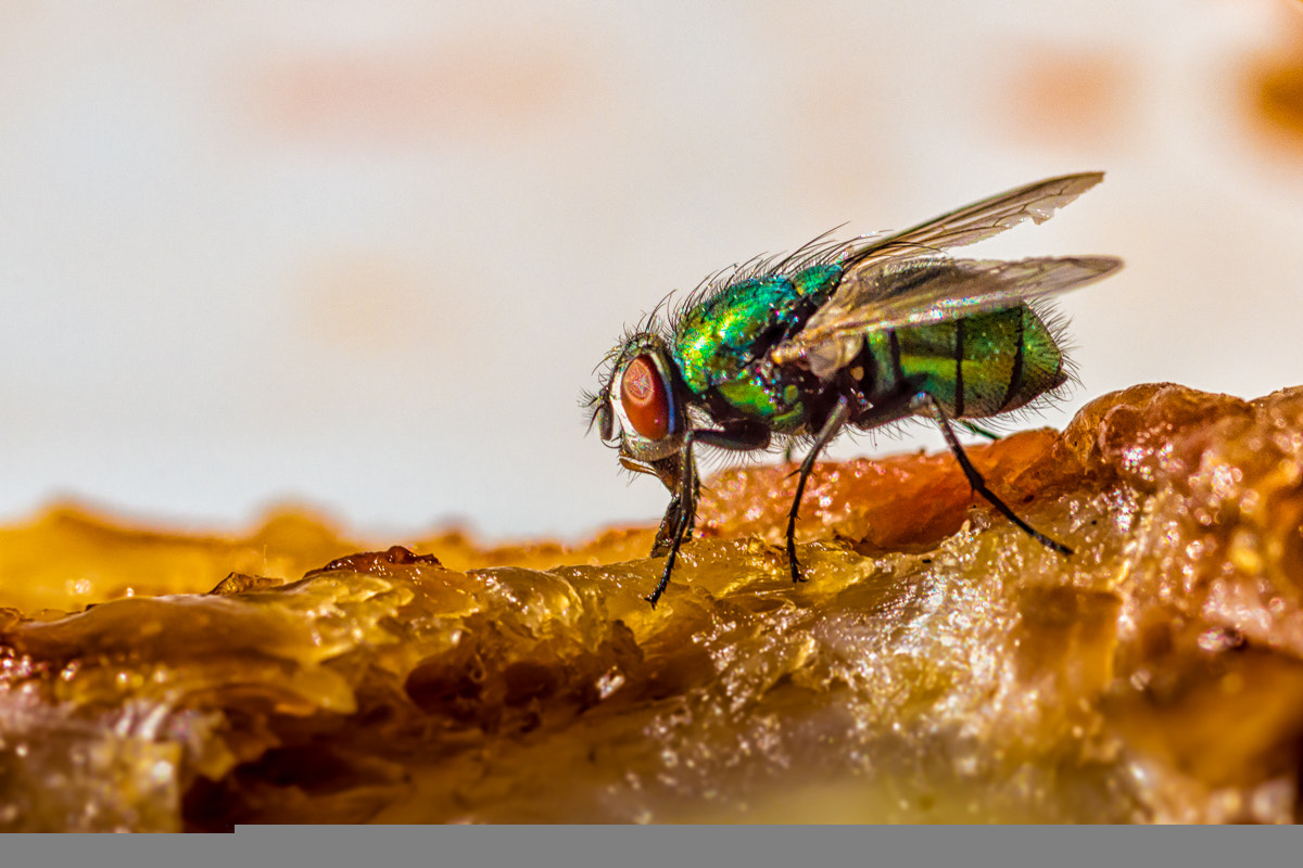 Sony a99 II + Sony 100mm F2.8 Macro sample photo. Mosky photography
