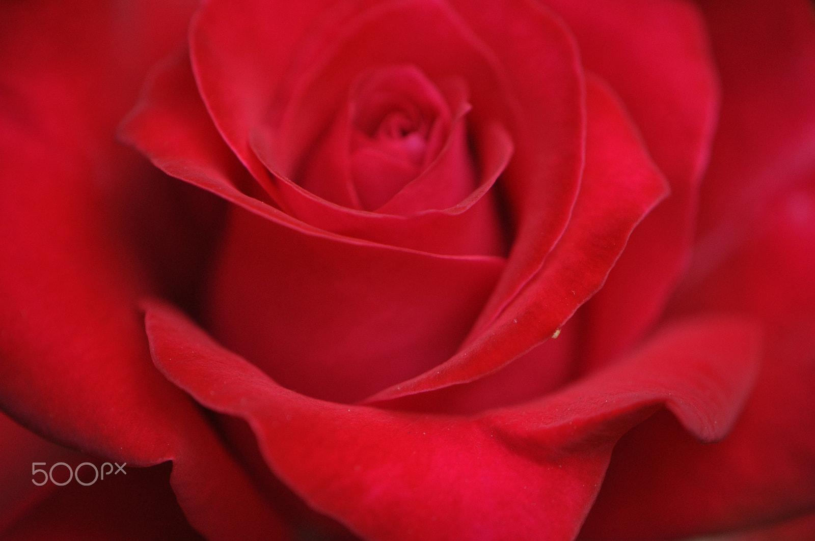 Nikon AF-S DX Micro-Nikkor 85mm F3.5G ED VR sample photo. Red rose photography