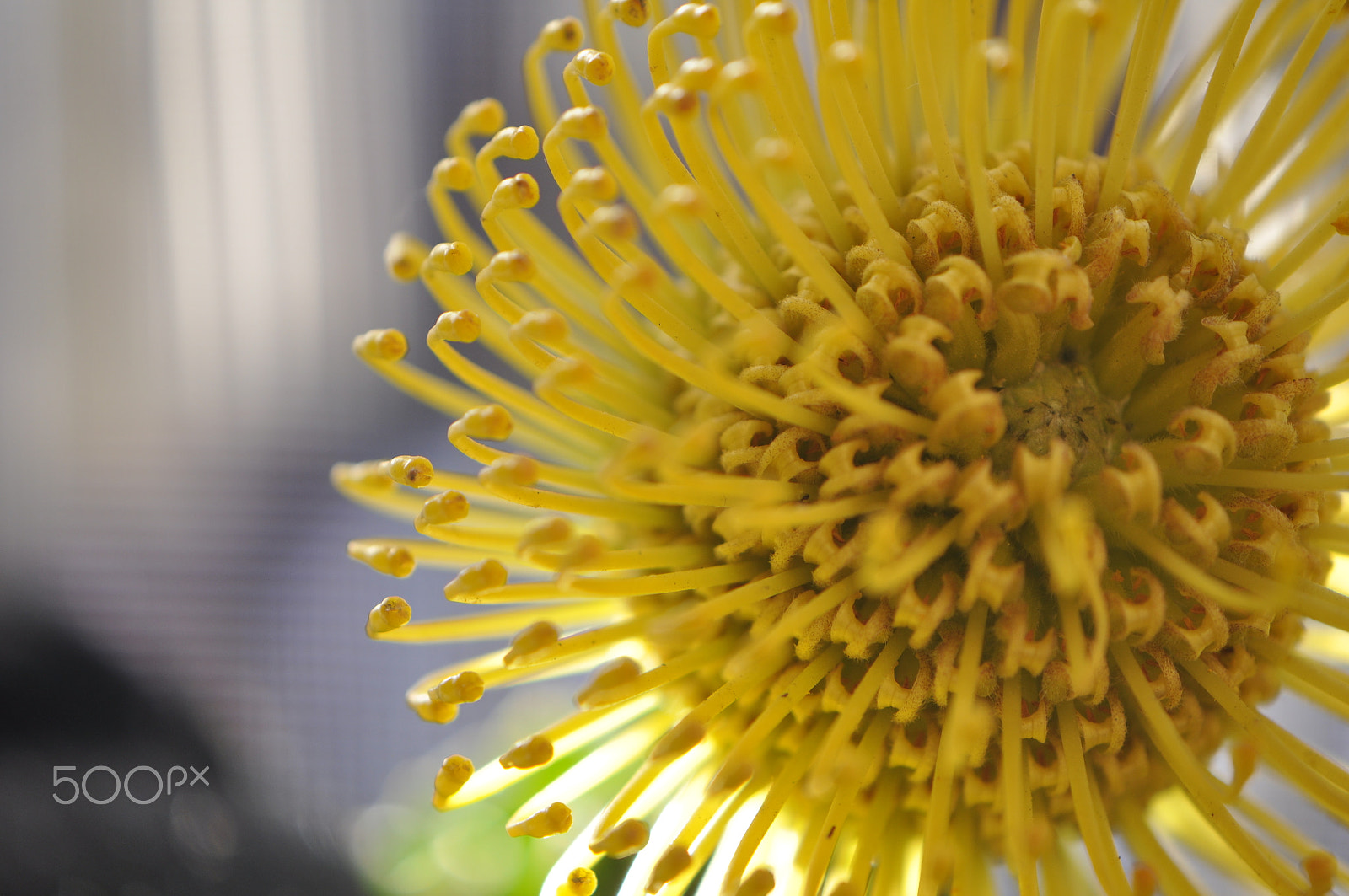 Nikon AF-S DX Micro-Nikkor 85mm F3.5G ED VR sample photo. Yellow pin cushion photography