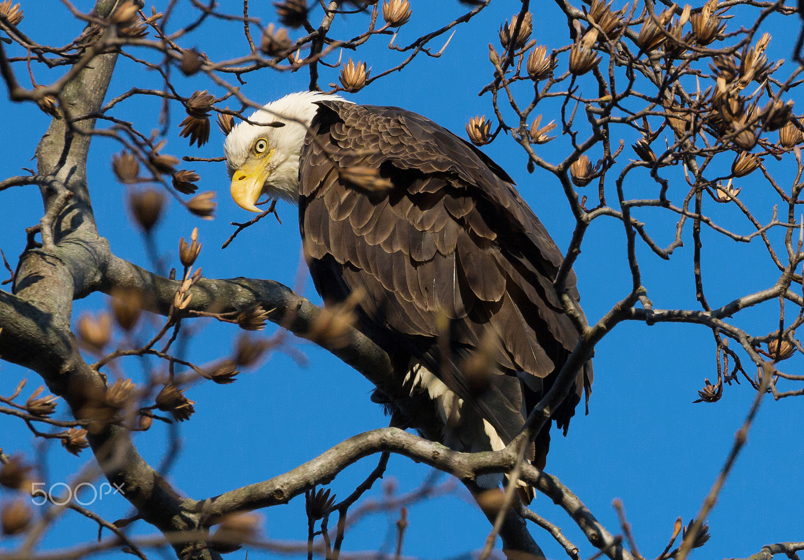 Canon EF 100-400mm F4.5-5.6L IS II USM sample photo. Bald eagle photography